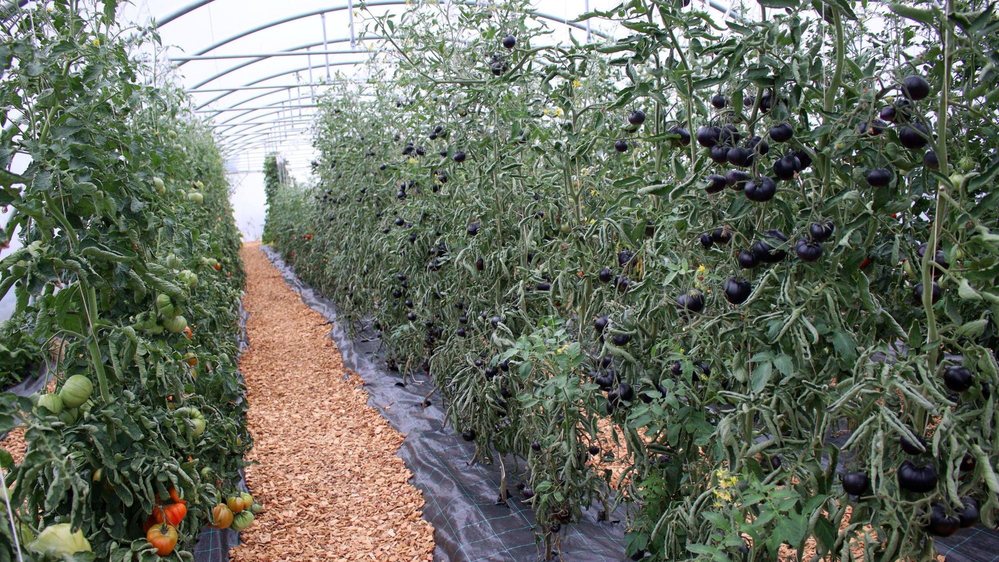 Im Gewächshaus stehen viele Tomatenpflanzen, einige tragen schwarze Früchte.