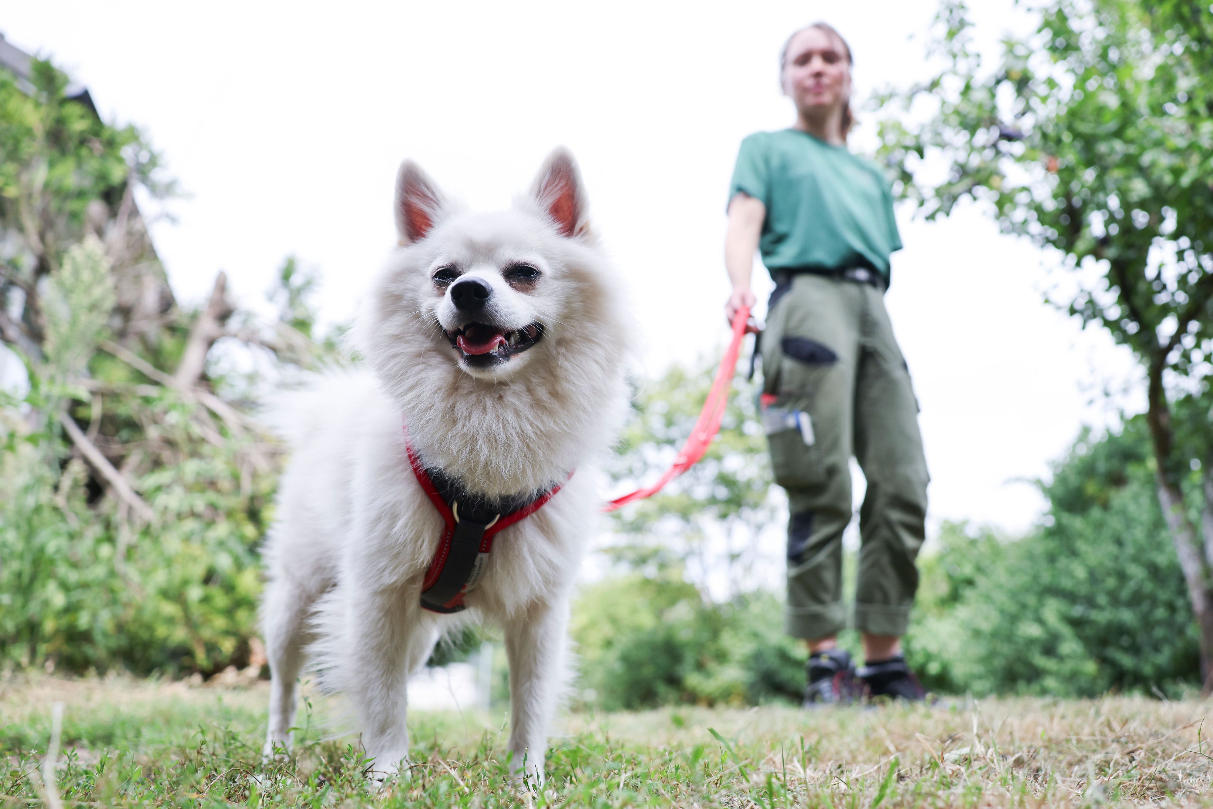 Die meisten Hunde im Kreis gibt es in Troisdorf, die wenigsten in Ruppichteroth. (Symbolbild)