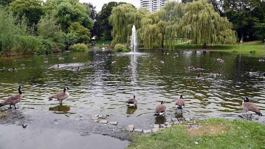 16.08.2024 Köln. Der Mülheimer Stadtgartenweiher im Mülheimer Stadtgarten. Foto: Alexander Schwaiger
