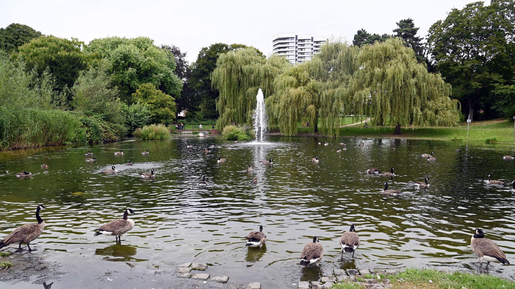 16.08.2024 Köln. Der Mülheimer Stadtgartenweiher im Mülheimer Stadtgarten. Foto: Alexander Schwaiger