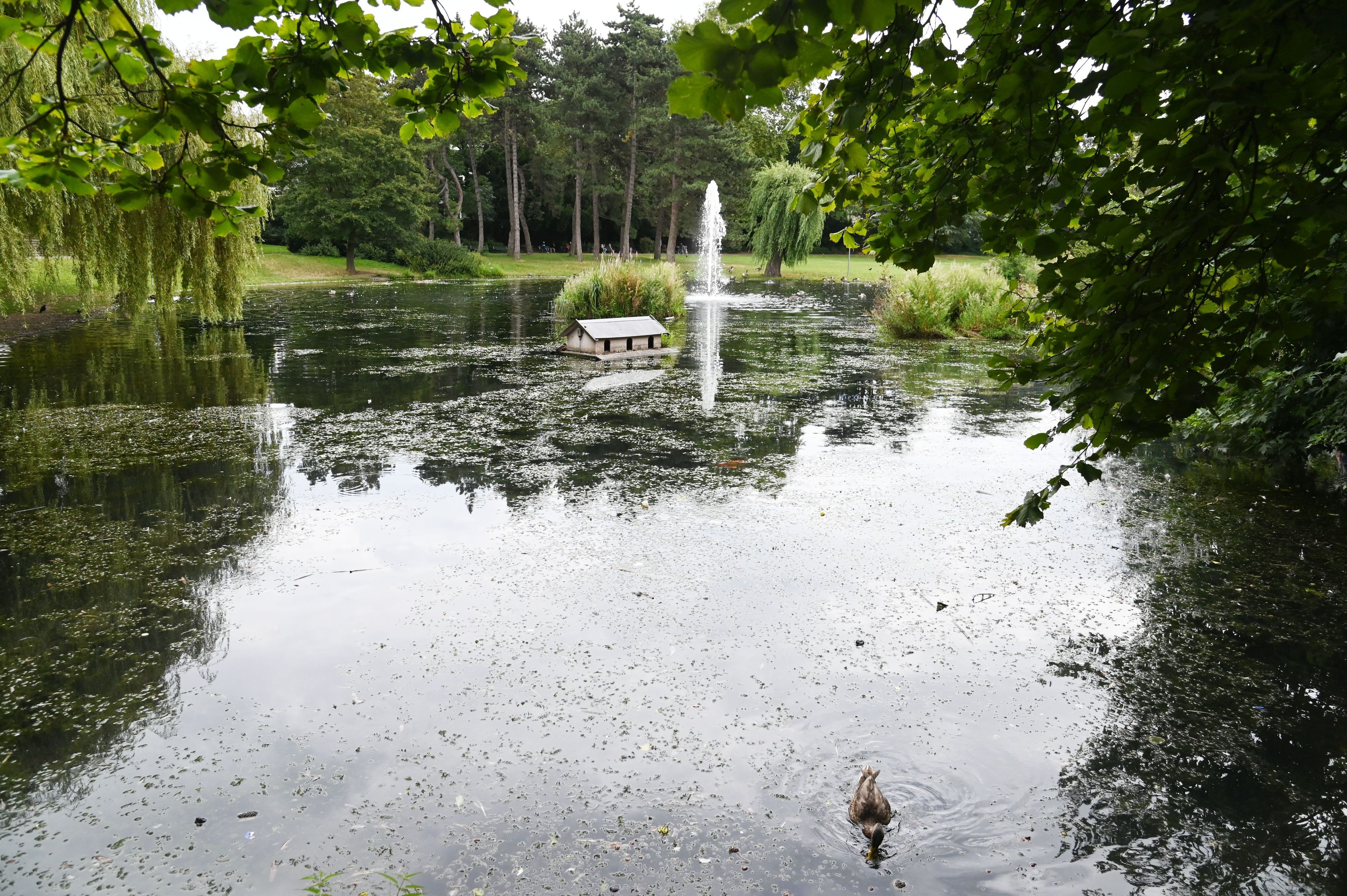 16.08.2024 Köln. Der Mülheimer Stadtgartenweiher im Mülheimer Stadtgarten. Foto: Alexander Schwaiger