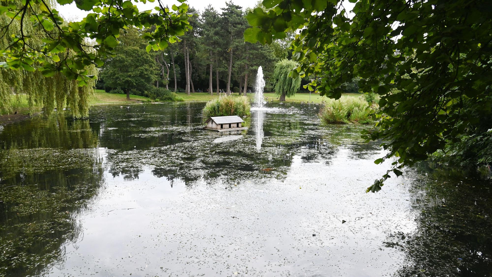 16.08.2024 Köln. Der Mülheimer Stadtgartenweiher im Mülheimer Stadtgarten. Foto: Alexander Schwaiger