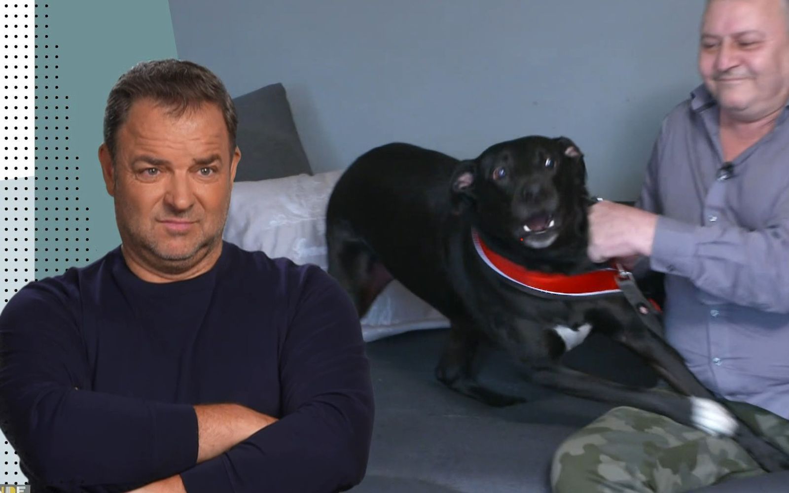 Bei Labrador Socke ist einiges in der Erziehung falschgelaufen, wie Martin Rütter den Herrchen bescheinigt. (Bild: RTL)