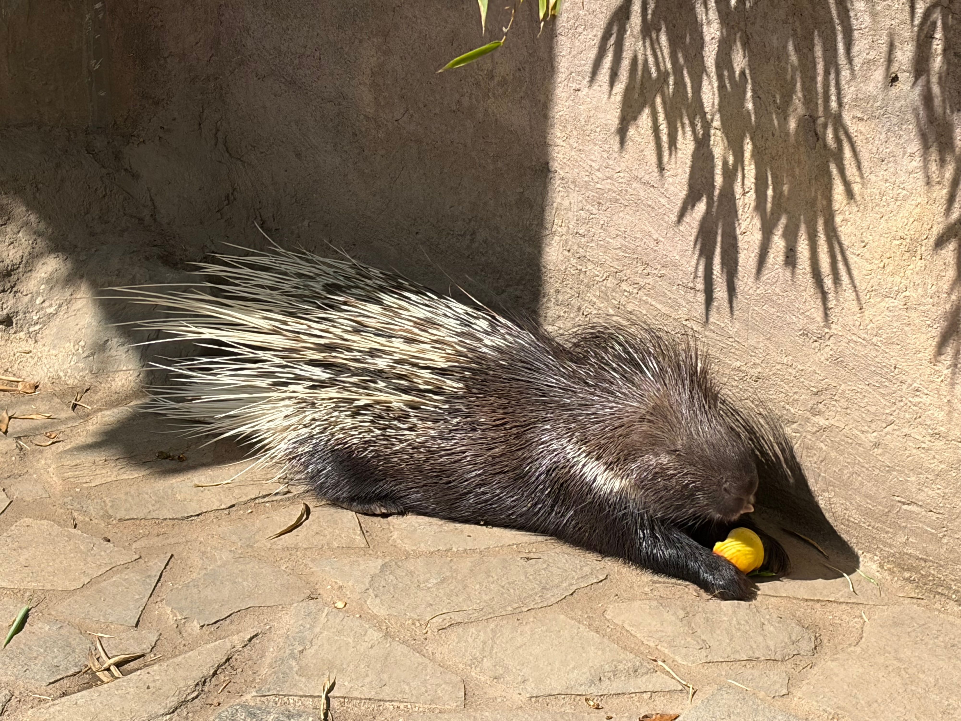 Günter ist einer von vier Stachelschweinen mit demselben Namen im Wildpark Reuschenberg.