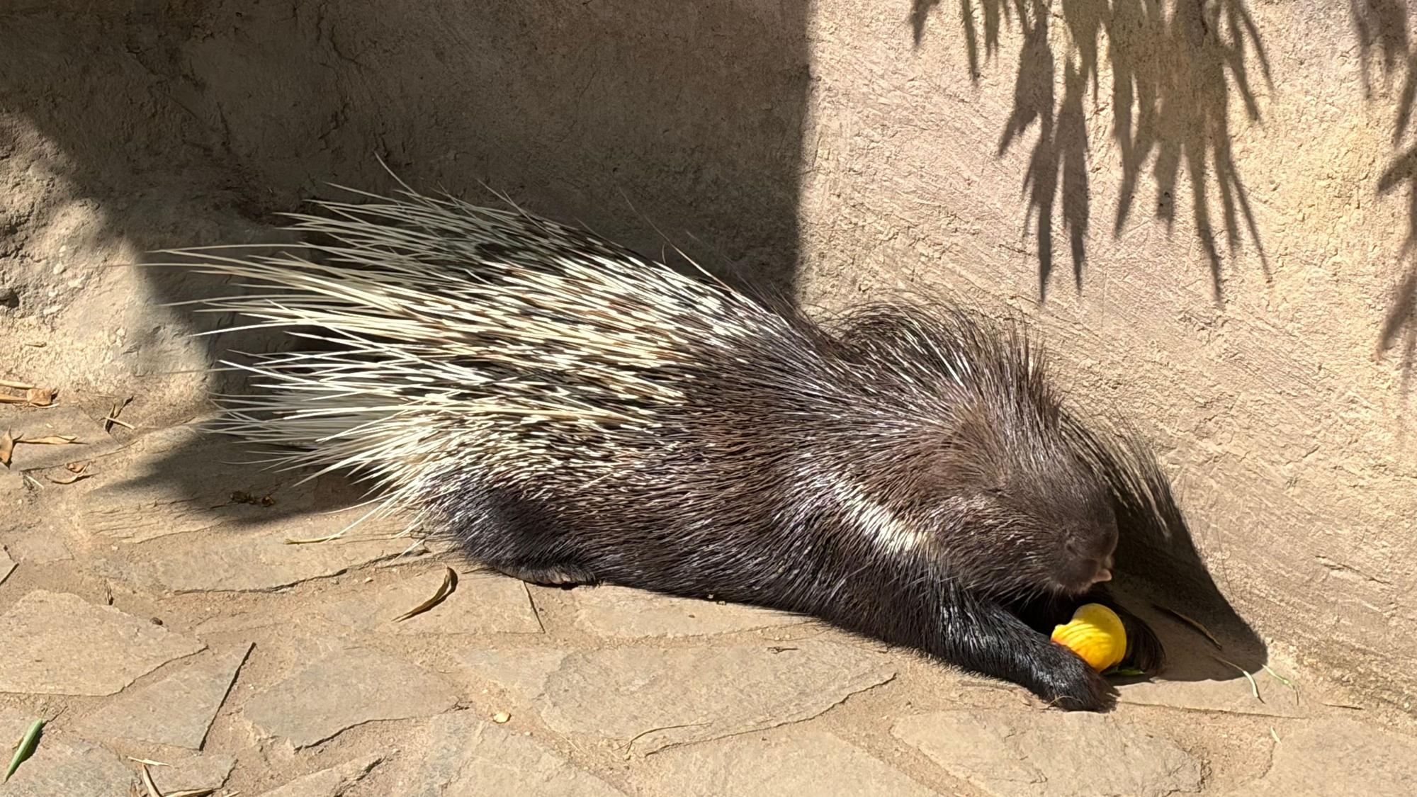 Günter ist einer von vier Stachelschweinen mit demselben Namen im Wildpark Reuschenberg.