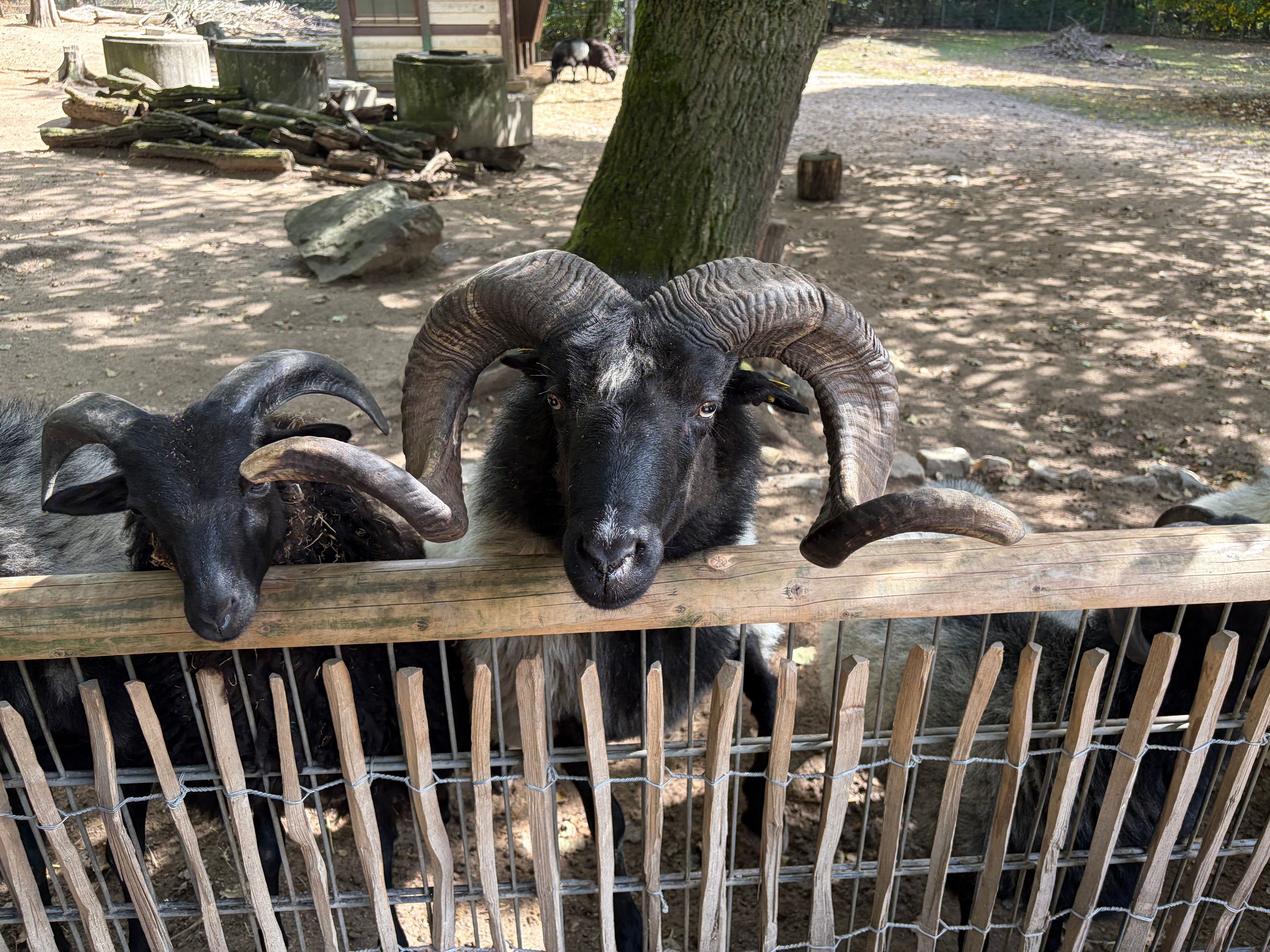 Knödel (r.) ist ein stolzes Tier.