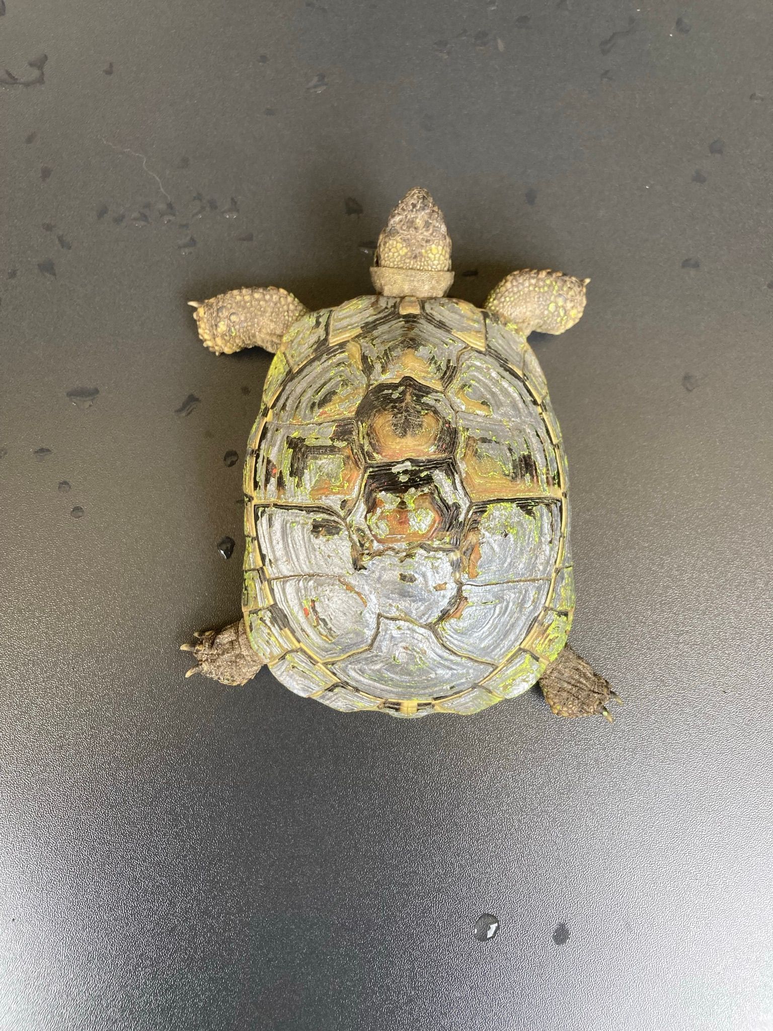 Das Bild zeigt einen Schildkröte, die mit gelber Farbe besprüht wurde.