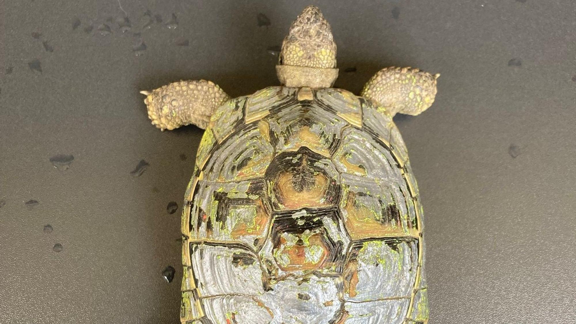 Zu sehen ist eine Schildkröte.