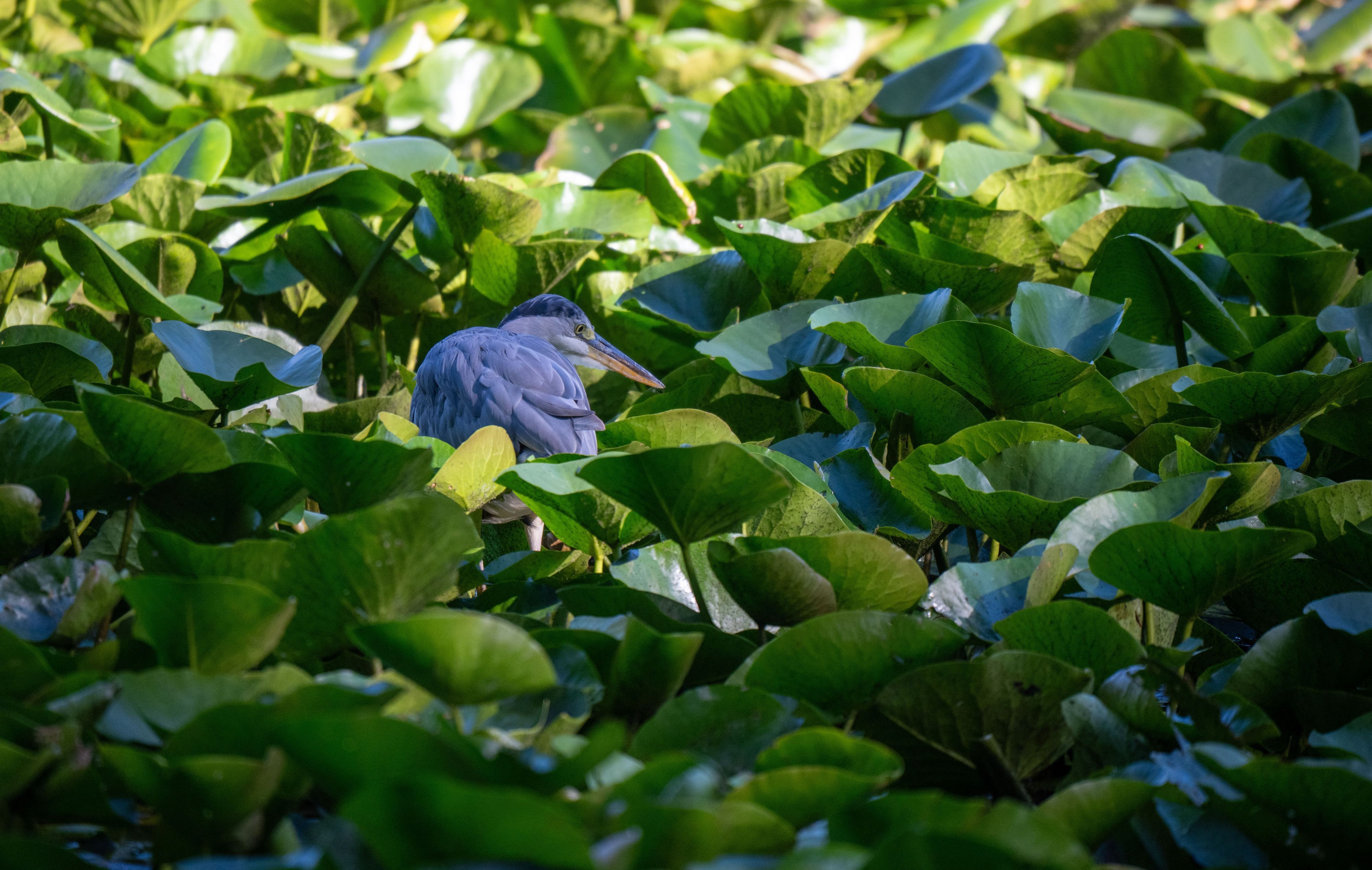 Ein Graureiher duckt sich auf der Suche nach Beute zwischen den Seerosen auf dem Mattheiser Weiher.