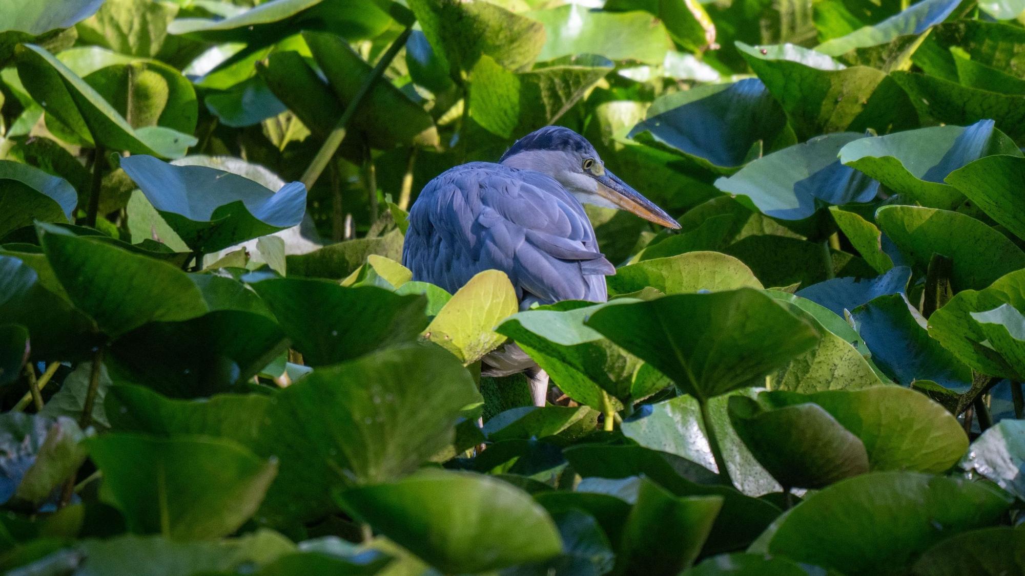 Ein Graureiher duckt sich auf der Suche nach Beute zwischen den Seerosen auf dem Mattheiser Weiher.