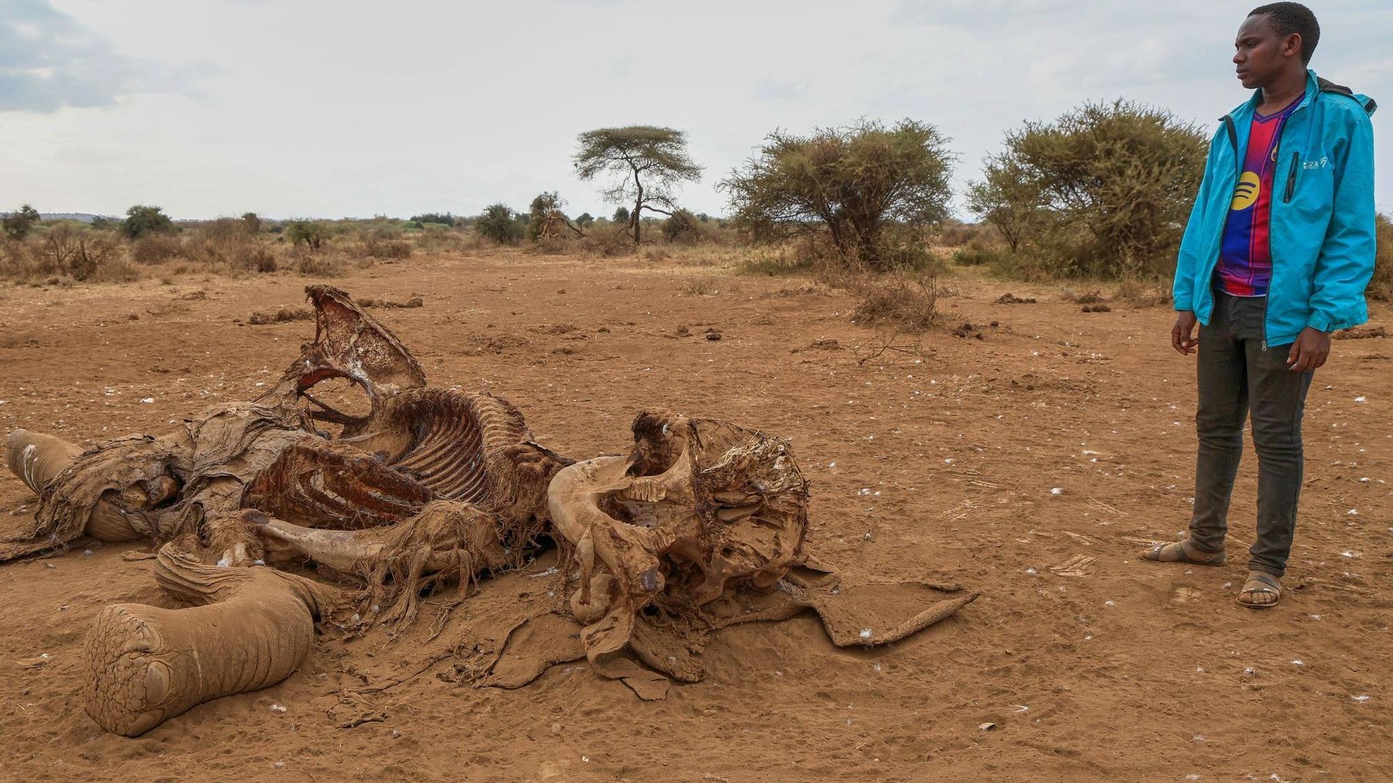 Elefanten in kenianischen Nationalpark an Vergiftung gestorben