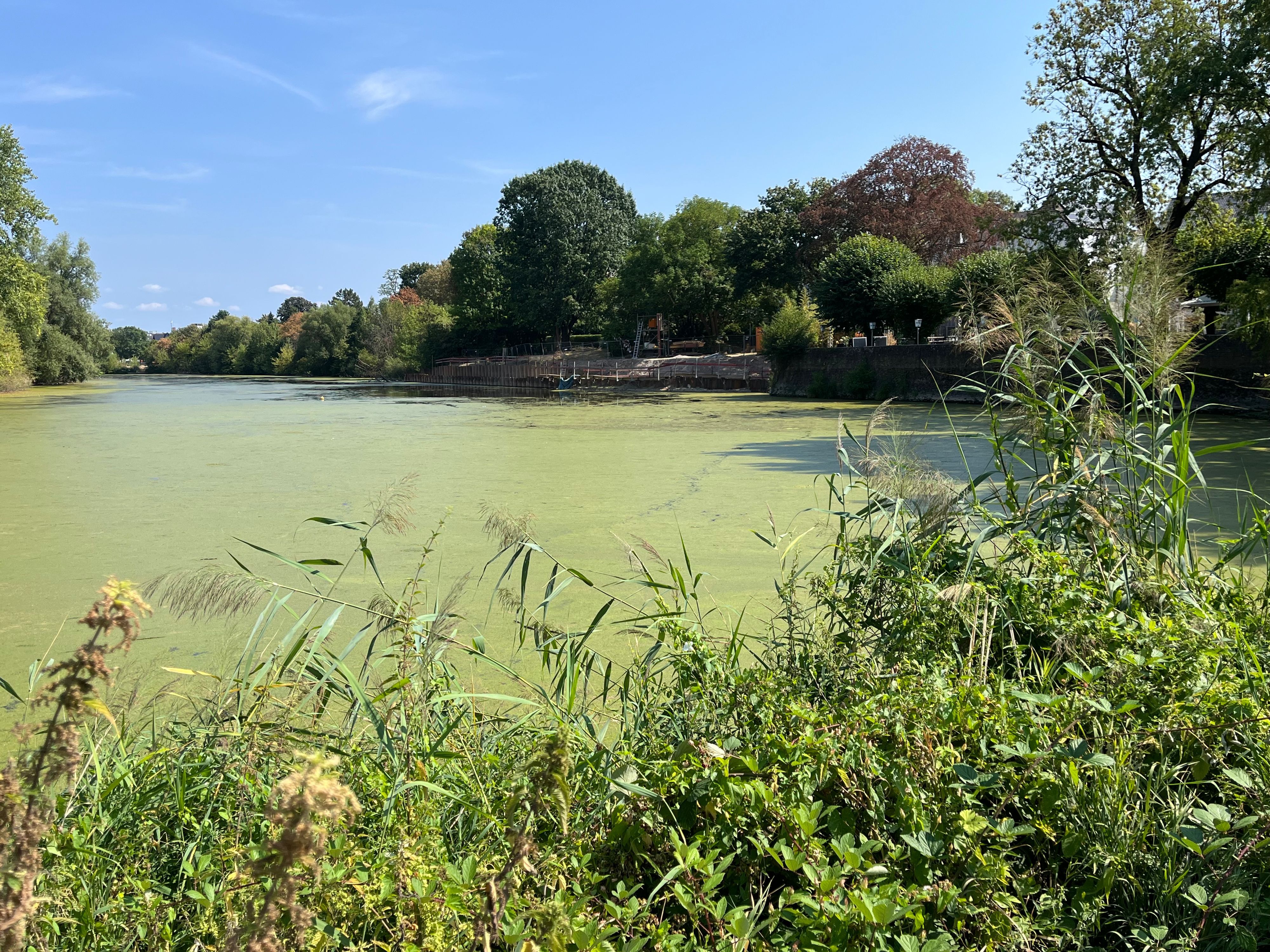 Ein mit grünen Algen bedeckter See liegt hinter dichtem Uferbewuchs.