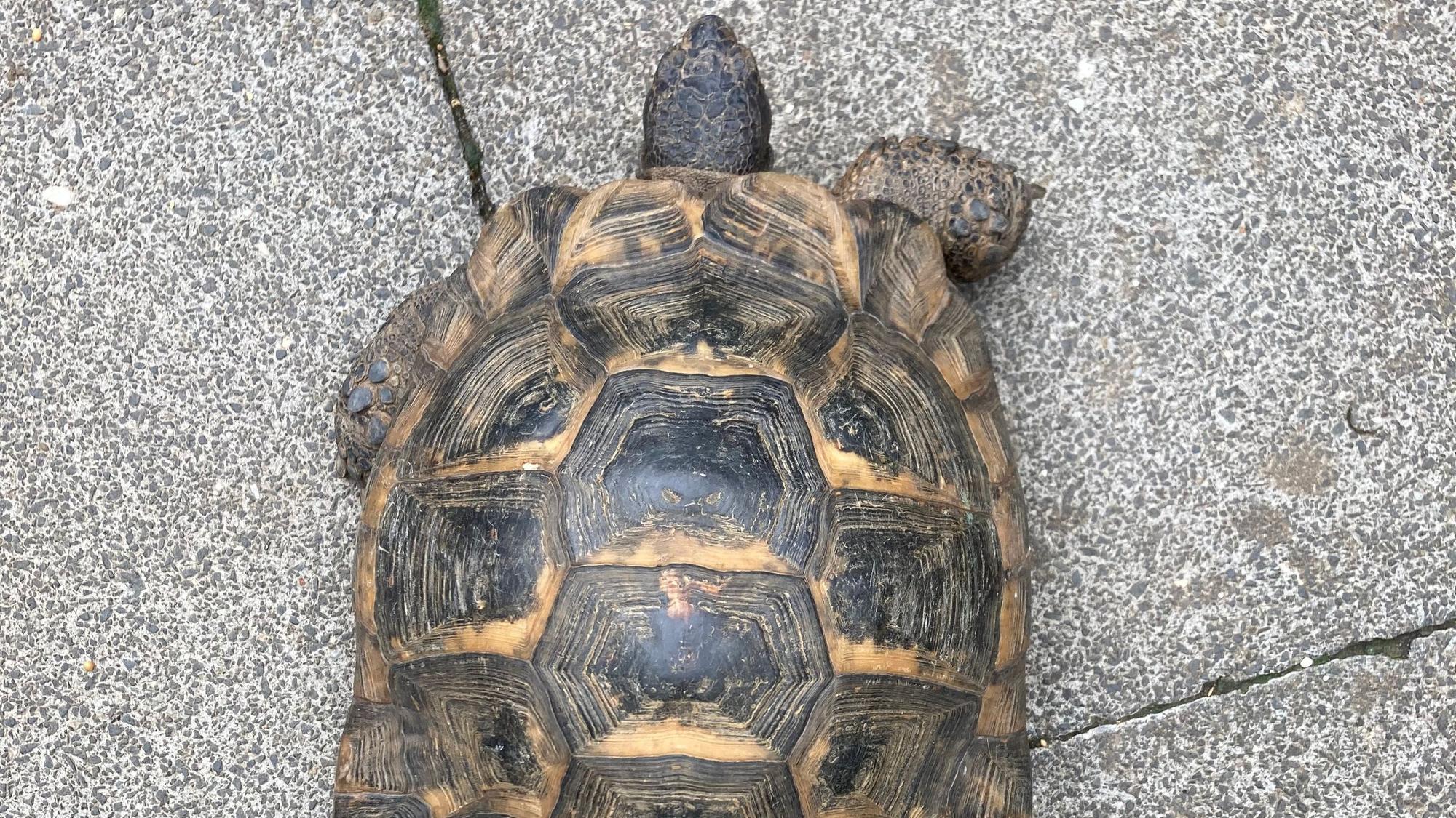 Das Bild zeigt eine Schildkröte