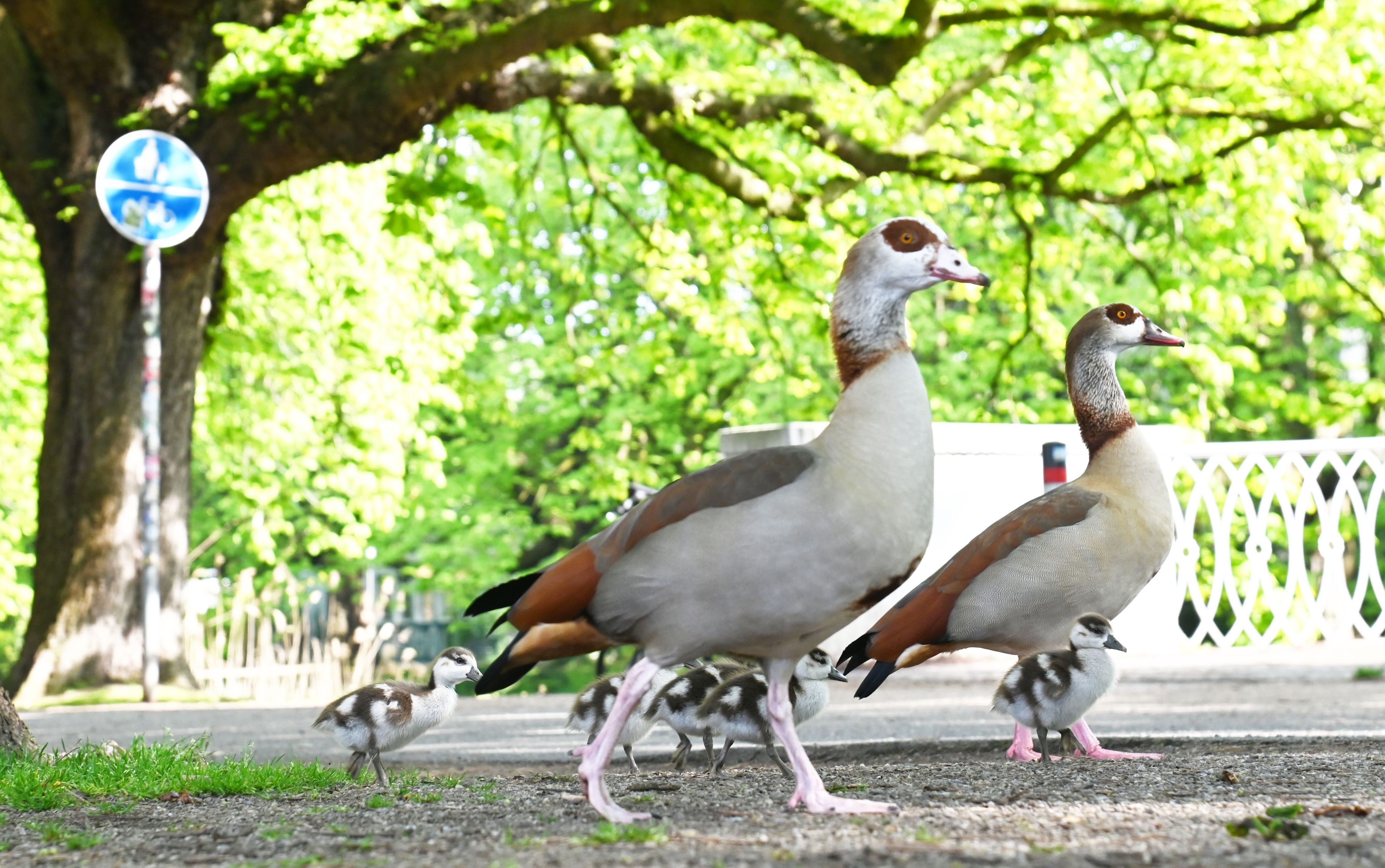 Nilgänse mit Nachwuchs am Kölner Clarenbachkanal (Bild vom April 2026)