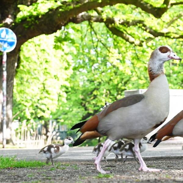 Nilgänse mit Nachwuchs am Kölner Clarenbachkanal (Bild vom April 2026)