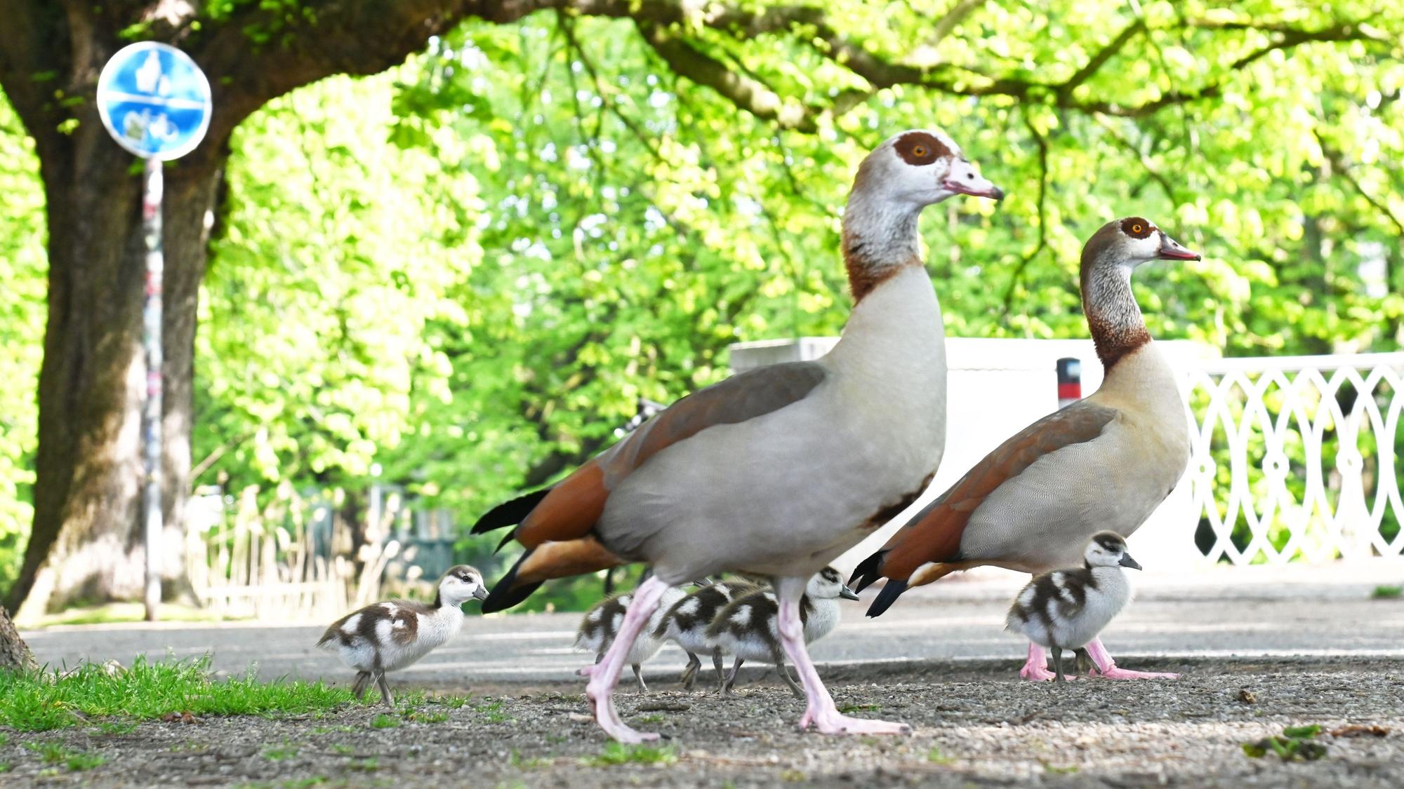 Nilgänse mit Nachwuchs am Kölner Clarenbachkanal (Bild vom April 2026)