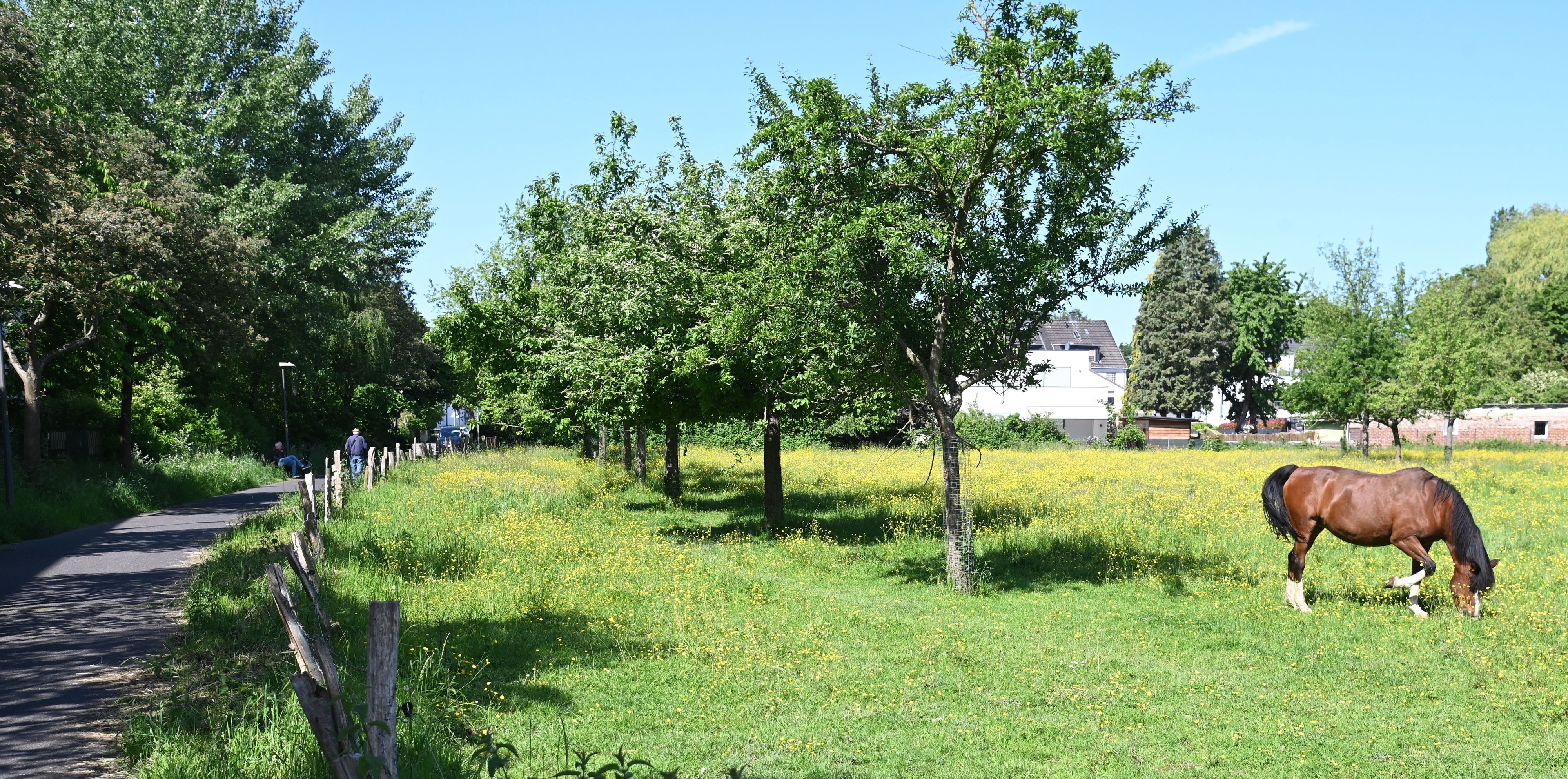 Auf einer Wiese mit Obstbäumen grast ein Pferd.