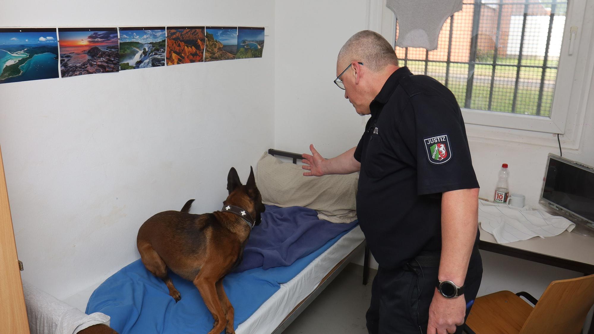 Bei unterschiedlichen Maßnahmen wurden in der Justizvollzugsanstalt Köln in den letzten Jahren Betäubungsmittel und Mobiltelefone bei den Inhaftierten sichergestellt. Ein Diensthundeführer mit seinem Hund durchsucht ein Haftraum im Haus 11 der JVA.
