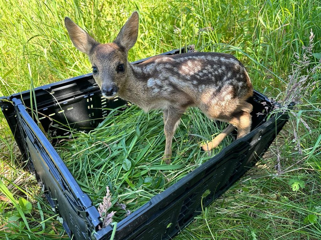 Ein gerettetes Rehkitz in einer Box