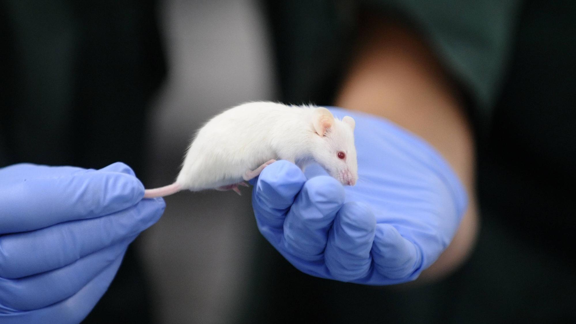 Ein Laborant zeigt eine Maus in einem experimentellen Versuchszentrum. (Archivbild)