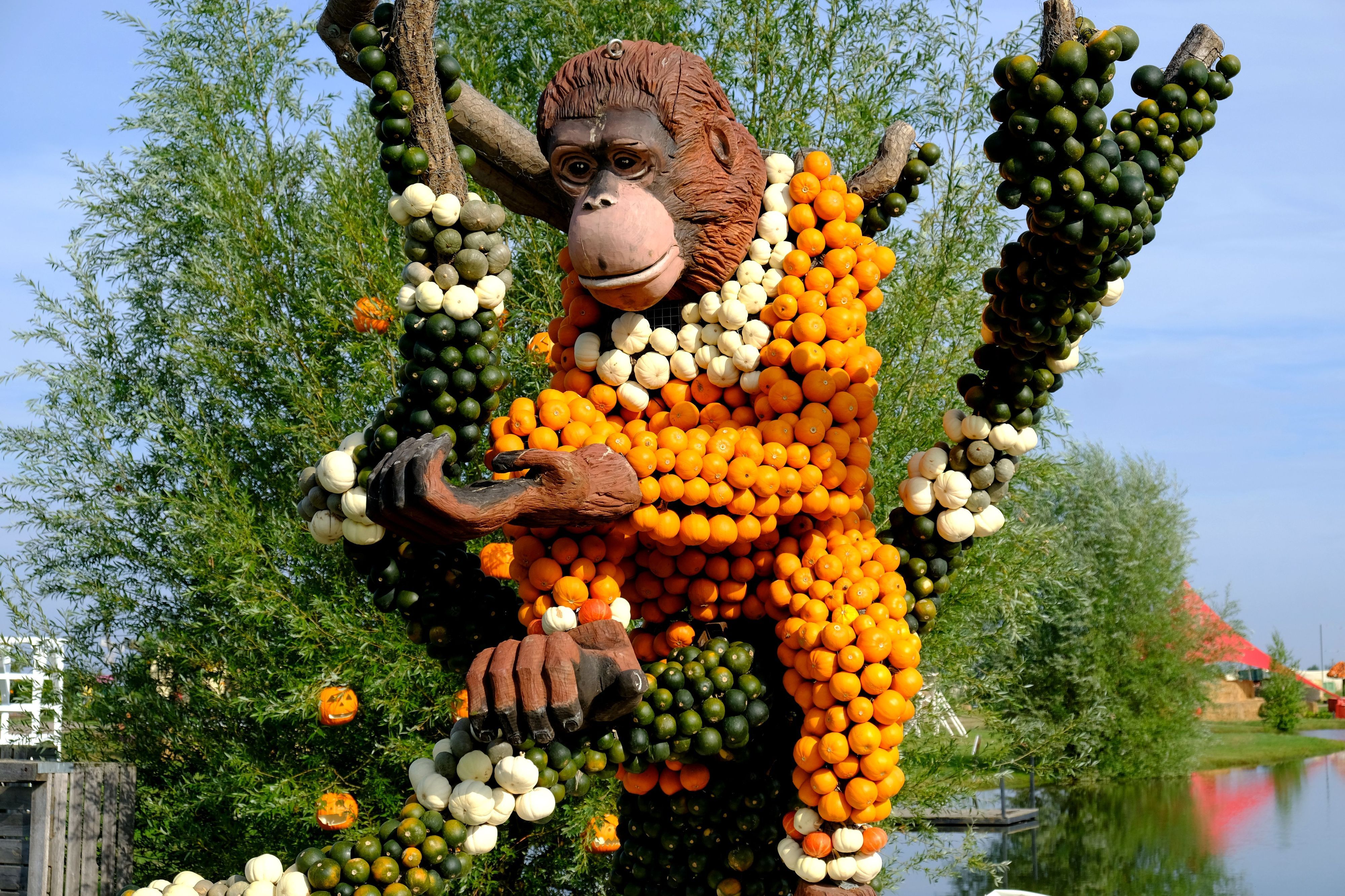 Das Bild zeigt einen überlebnsgroßen Orang-Utan, dessen Körper aus orangenen und weißen Kürbissen zusammengesetzt ist.