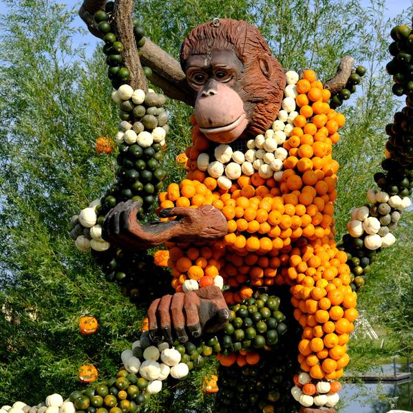 Das Bild zeigt einen überlebnsgroßen Orang-Utan, dessen Körper aus orangenen und weißen Kürbissen zusammengesetzt ist.