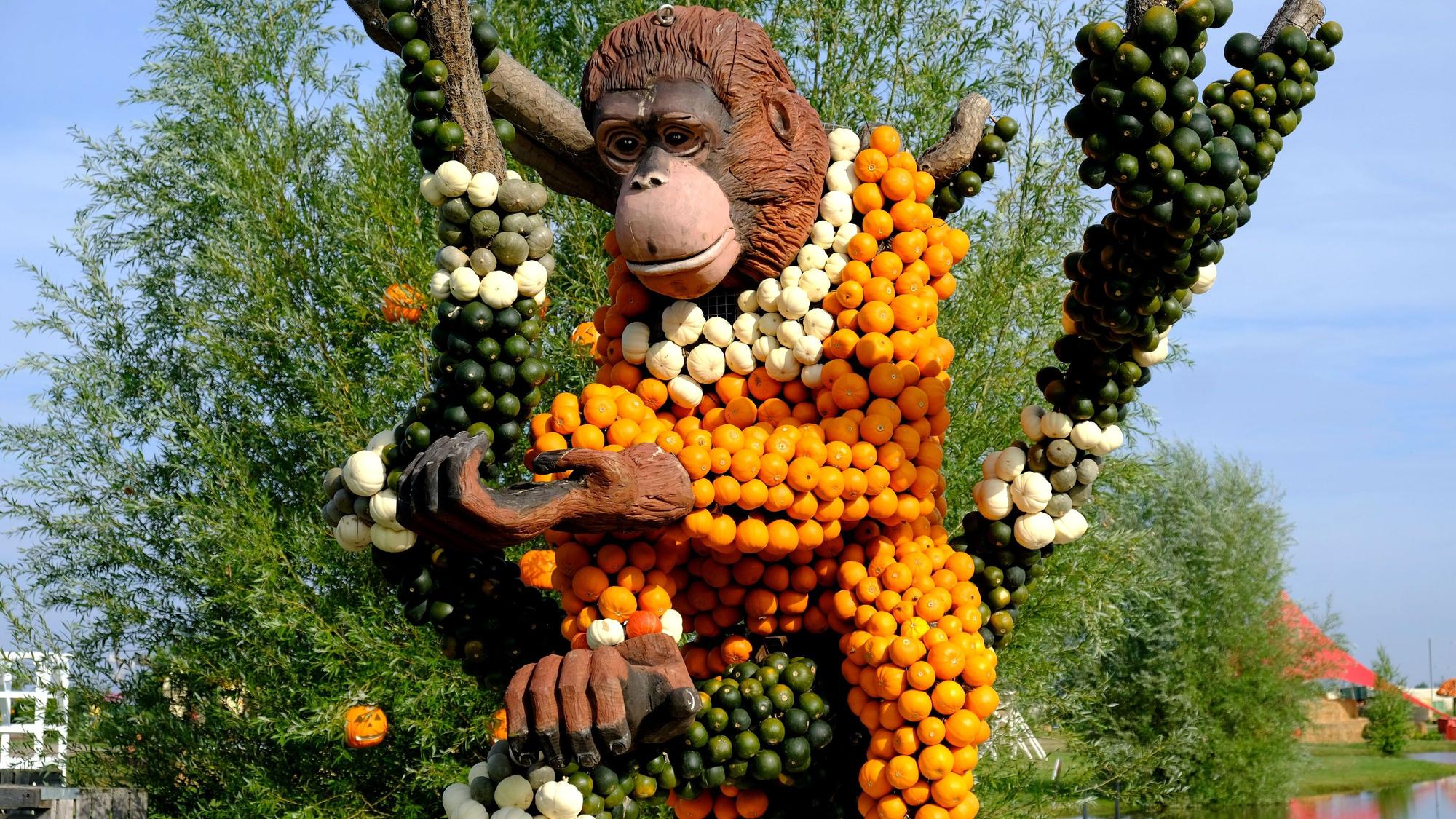 Das Bild zeigt einen überlebnsgroßen Orang-Utan, dessen Körper aus orangenen und weißen Kürbissen zusammengesetzt ist.