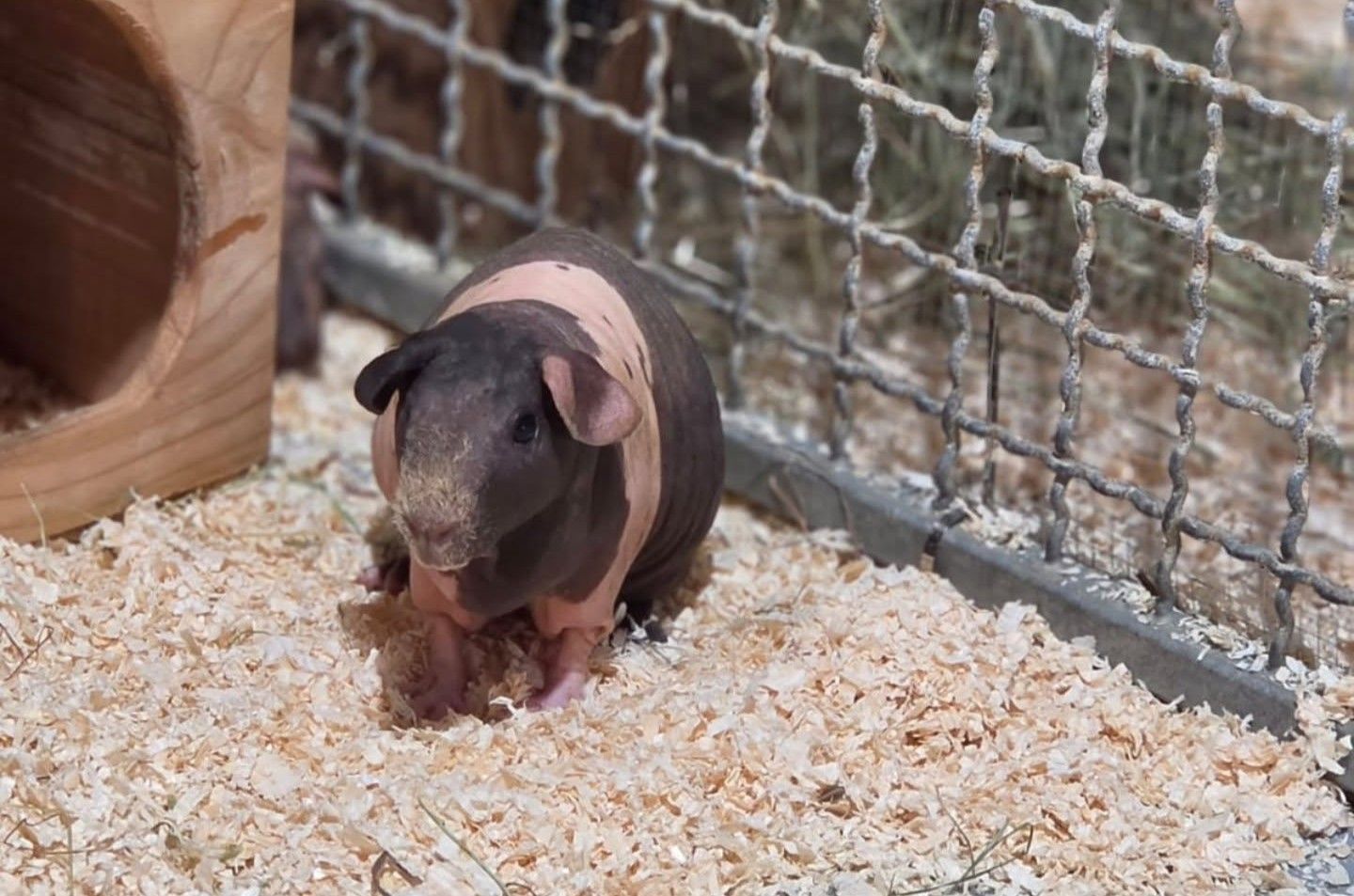 Bei 15 der ausgesetzten Meerschweinchen handelt es sich um Nacktmeerschweinchen, die besonders empfindlich sind.