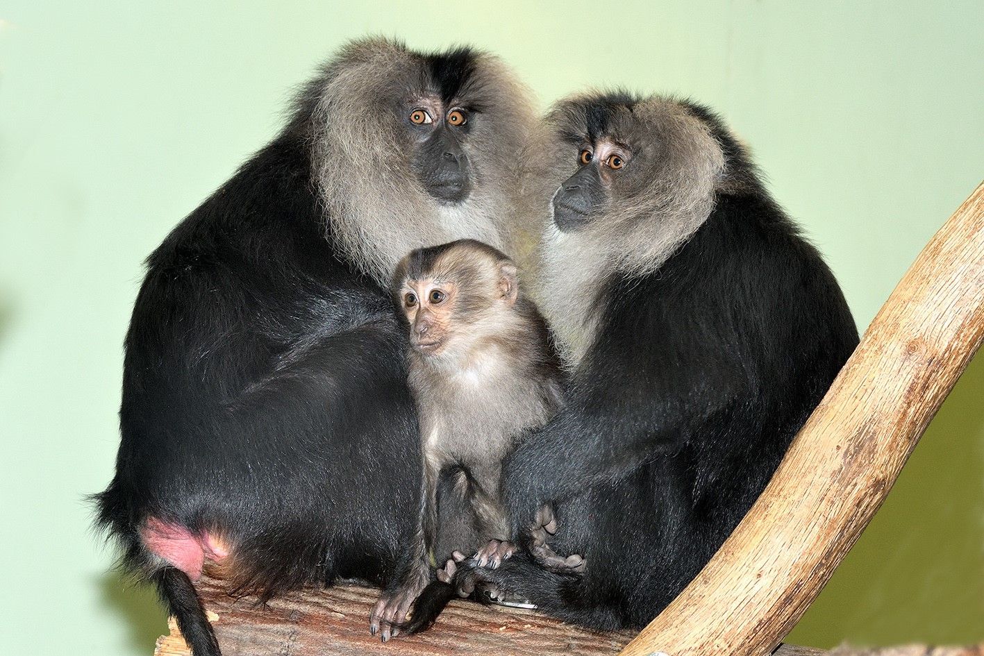 Jungtier Priya bei den Bartaffen im Kölner Zoo