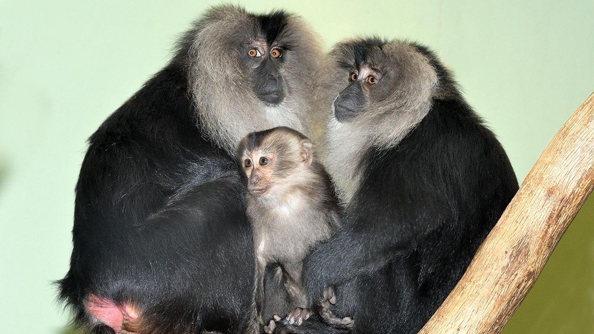 Jungtier Priya bei den Bartaffen im Kölner Zoo