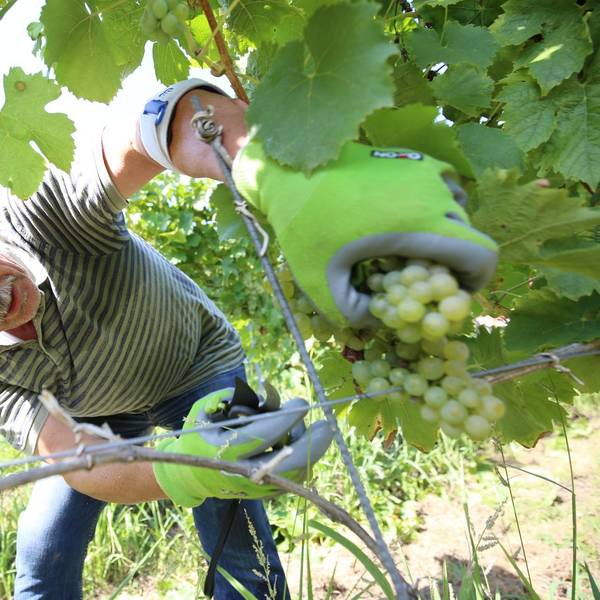 Ein Mann bei der Weinlese.