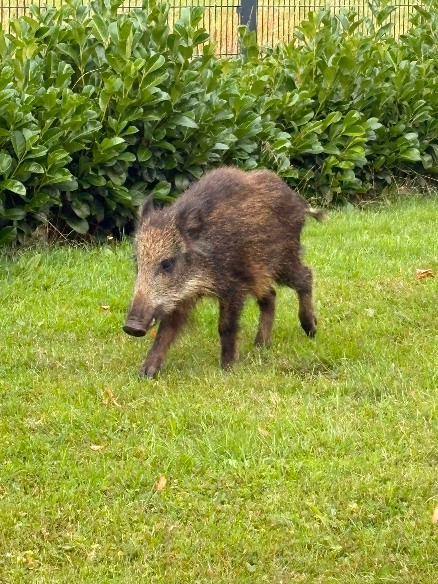 Ein junges Wildschwein läuft vor einer Kirschlorbeerhecke über den grünen Rasen in einem Garten.