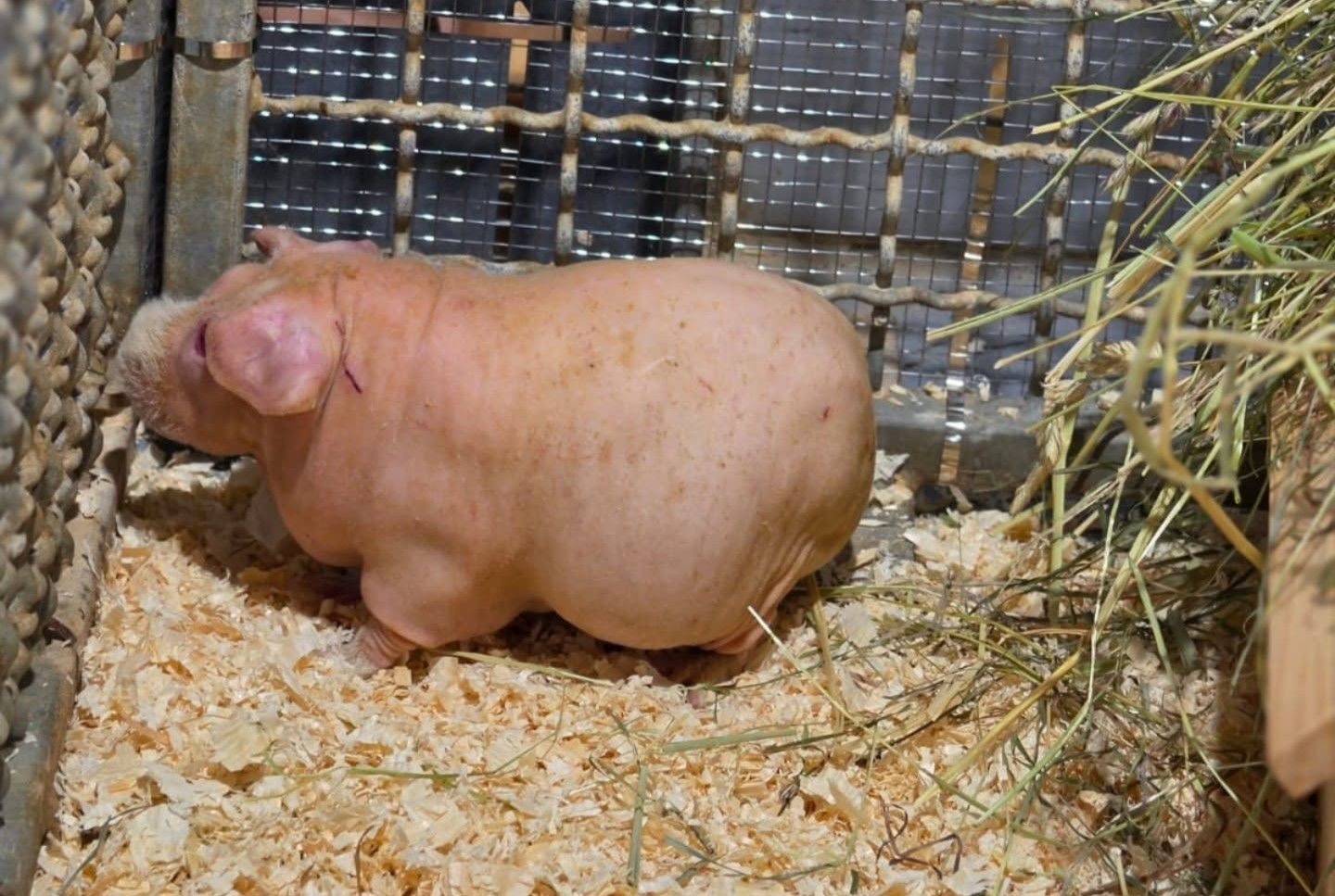 Meerschweinchen Bonn