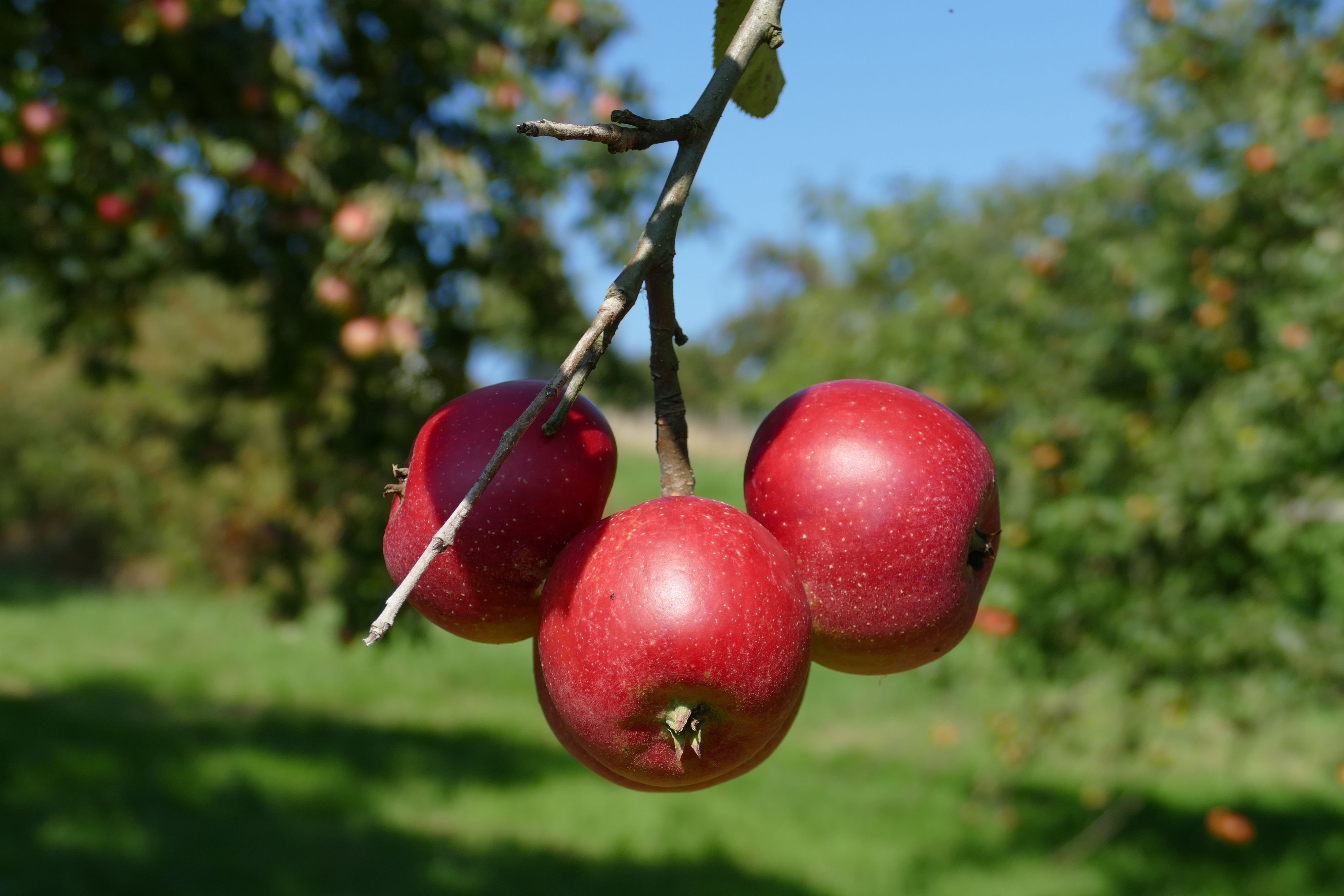 Der Spätsommer ist die Zeit, in der die Äpfel reif werden.