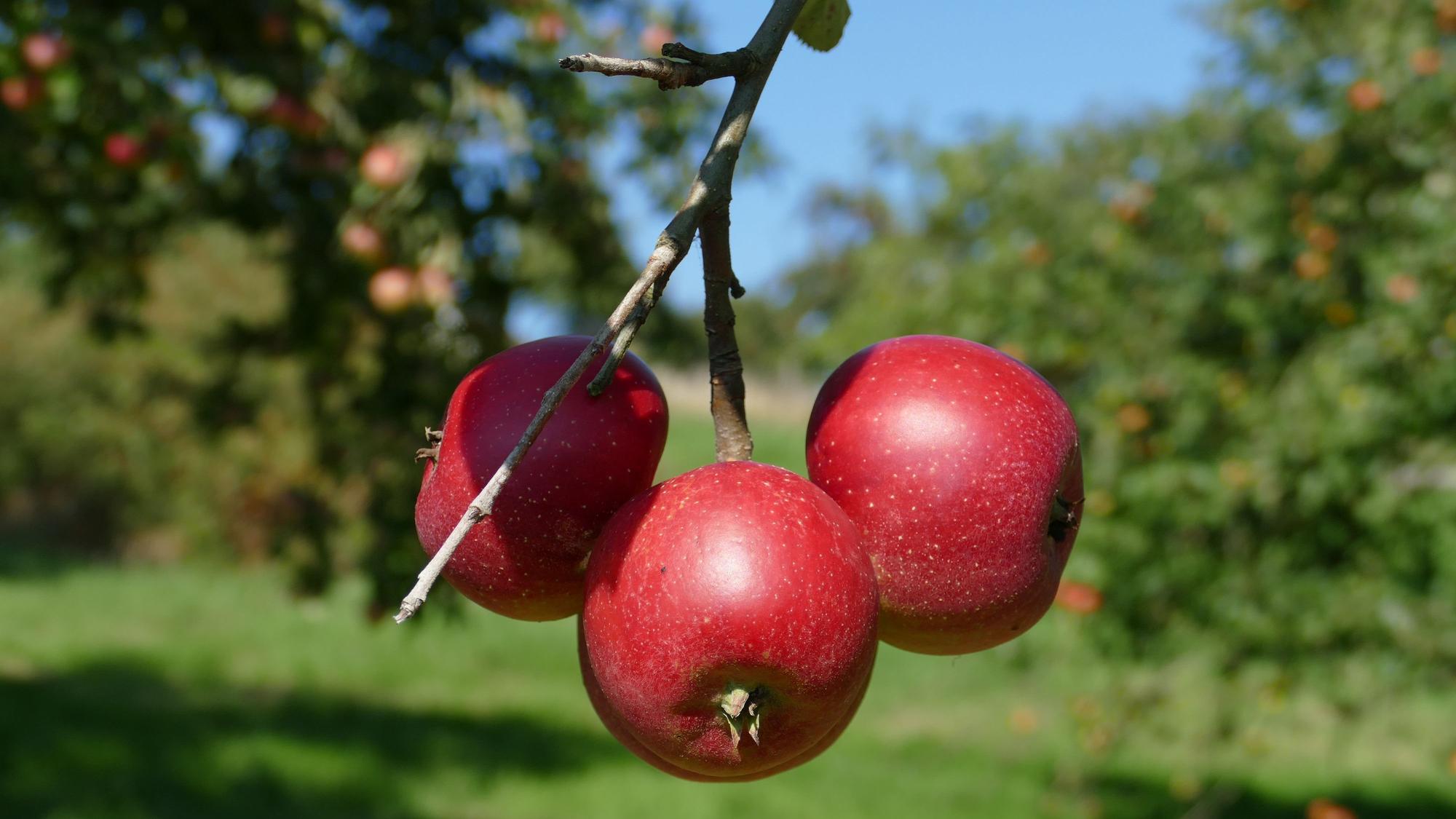 Der Spätsommer ist die Zeit, in der die Äpfel reif werden.