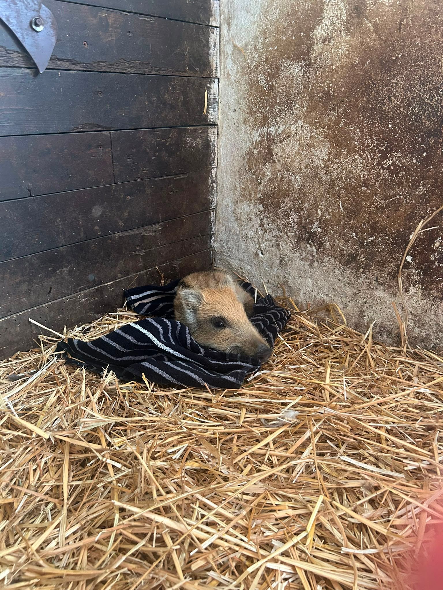 Zu sehen ist ein kleines Wildschwein in einem Stall, das auf einer Decke liegt. Es sieht erschöpft aus.