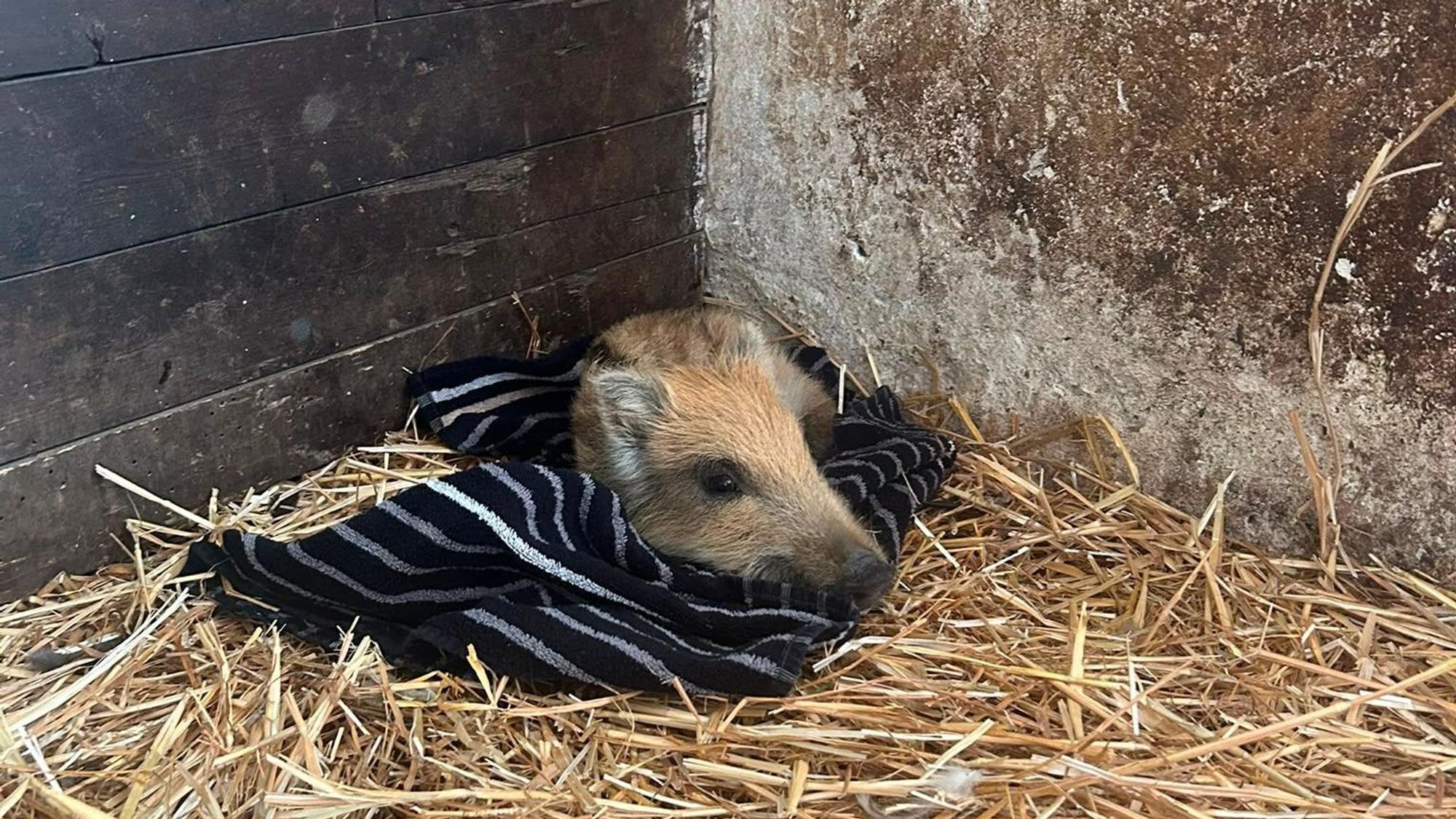 Zu sehen ist ein kleines Wildschwein in einem Stall, das auf einer Decke liegt. Es sieht erschöpft aus.