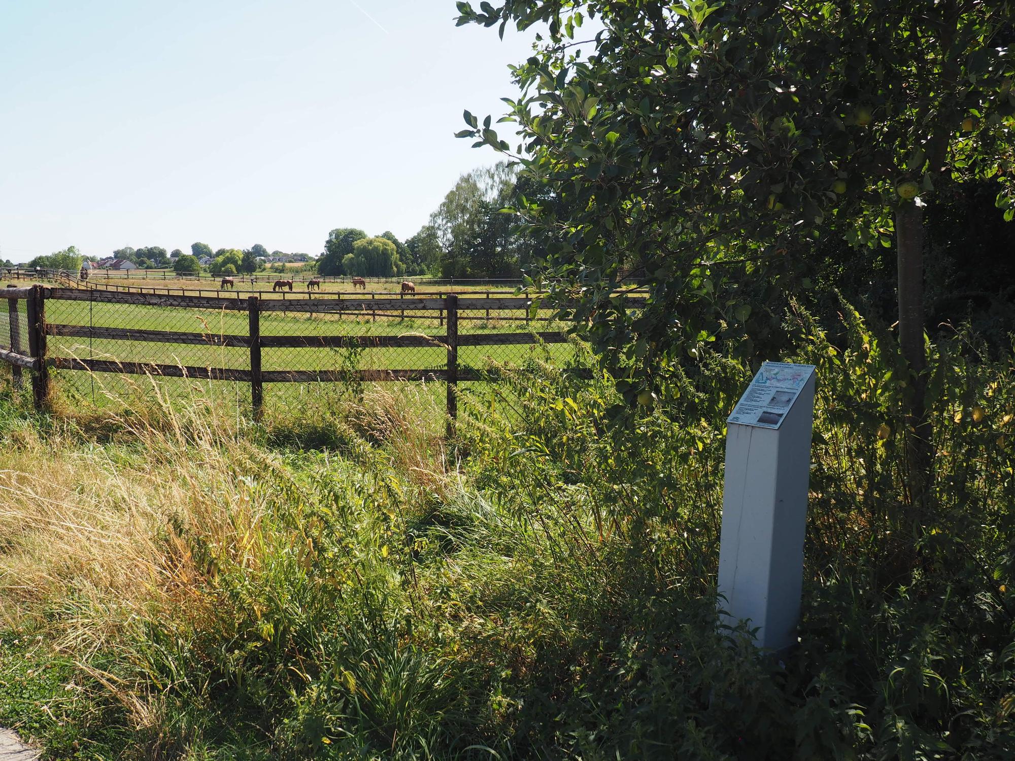 Eine Pferdekoppel, rechts eine Stele.