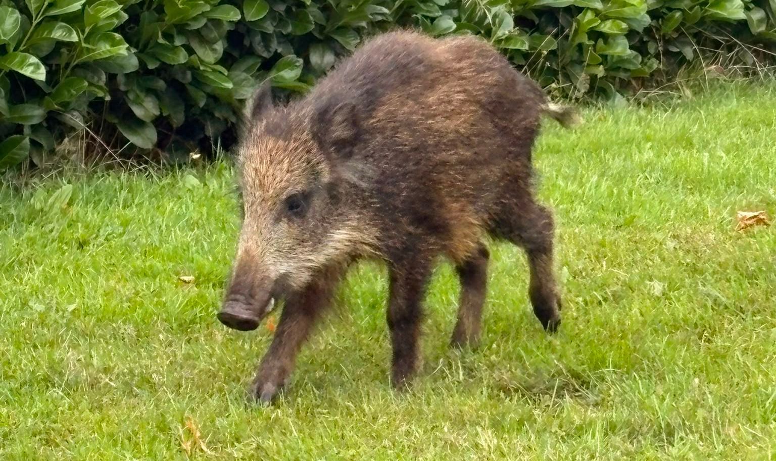 Ein junges Wildschwein hat sich am 26. August in ein Neubeugebiet in Marmagen verirrt.