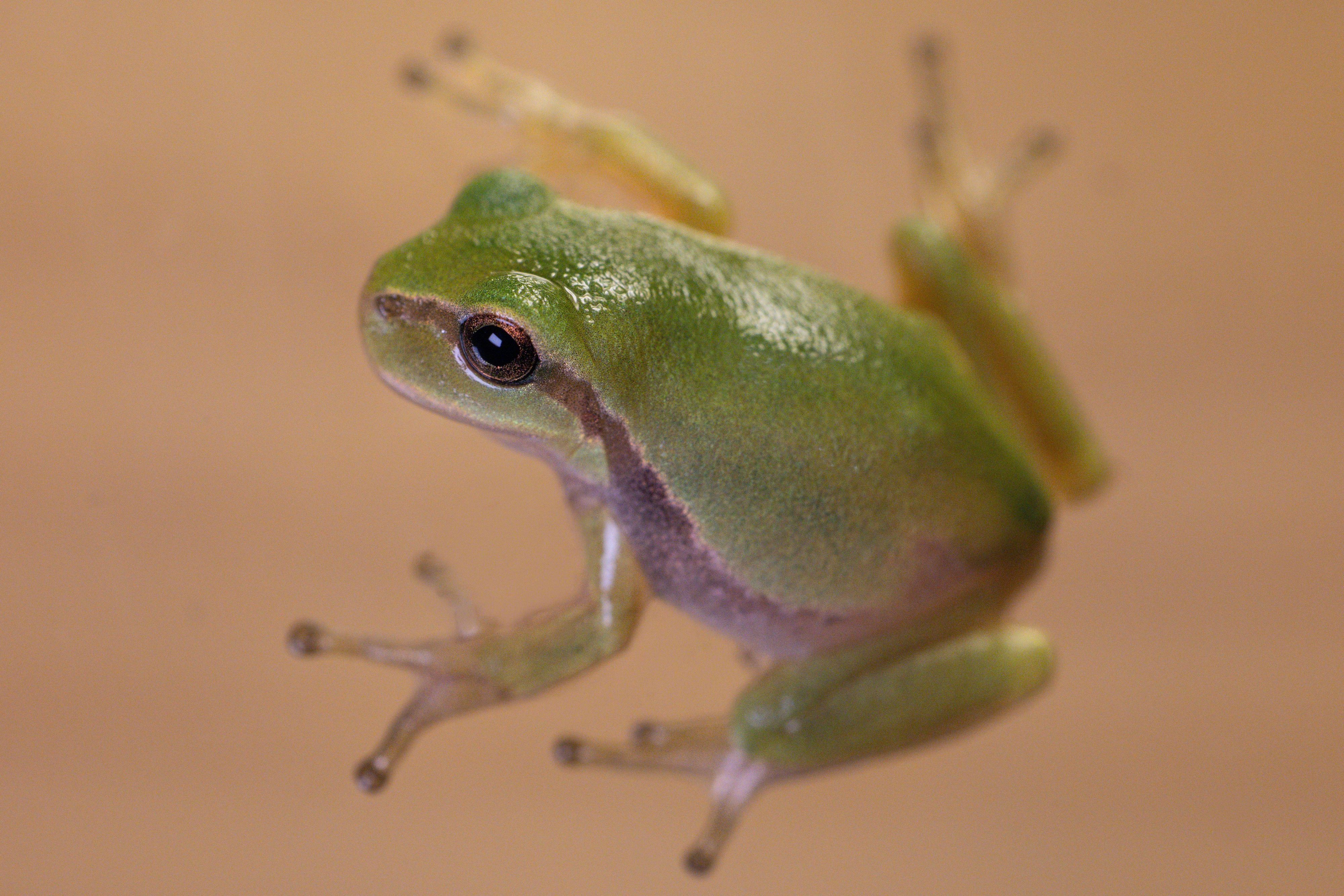 Ein frisch gewandelter Jungfrosch des Europäischen Laubfroschs sitzt in einem Terrarium im Bildungshaus Modexen in Brakel.