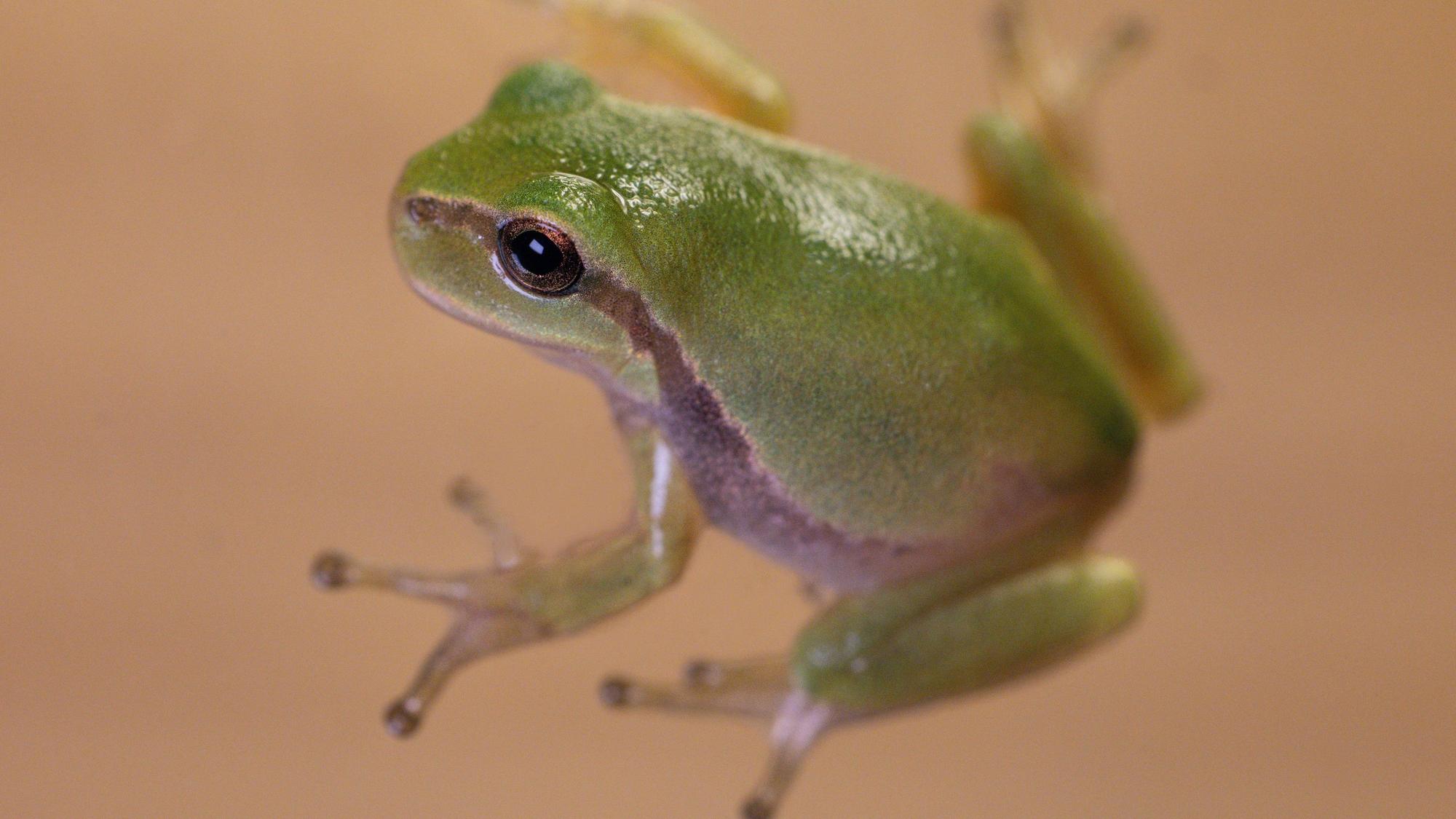 Ein frisch gewandelter Jungfrosch des Europäischen Laubfroschs sitzt in einem Terrarium im Bildungshaus Modexen in Brakel.