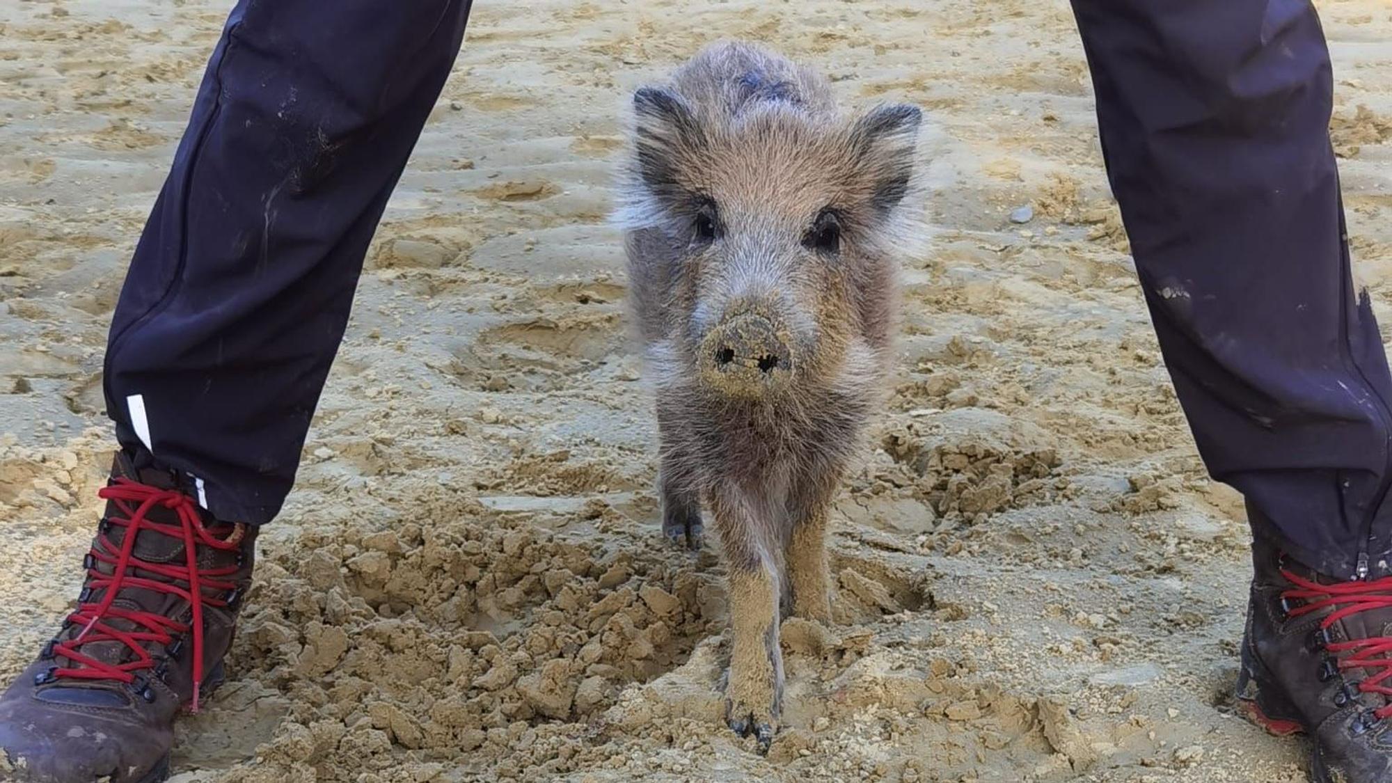 Ein Frischling steht im Sand zwischen den Beinen seiner neuen Ziehmutter.