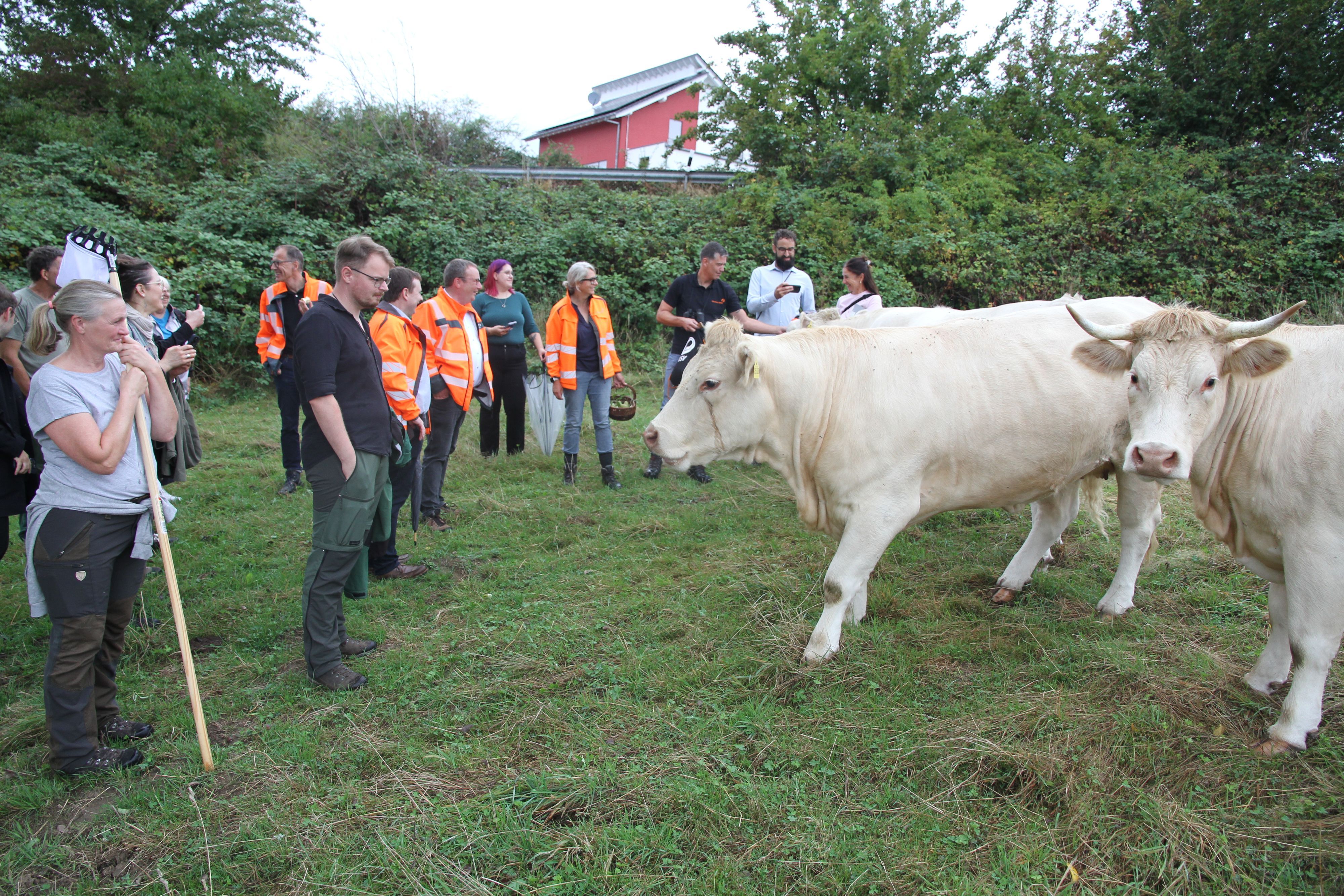 Eine Streuobstwiese wird vom Landesbetrieb Straßen NRW als Kompensation für den Bau der Ortsumgehung L 352 bei Happerschoß gepflegt. Kühe spielen dabei eine besondere Rolle.