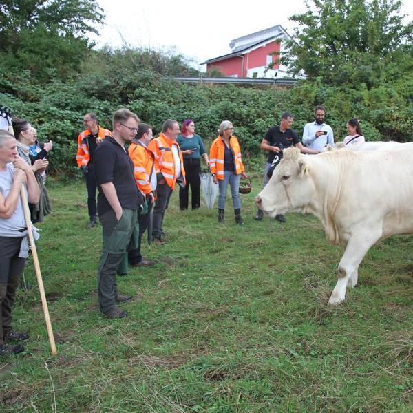 Eine Streuobstwiese wird vom Landesbetrieb Straßen NRW als Kompensation für den Bau der Ortsumgehung L 352 bei Happerschoß gepflegt. Kühe spielen dabei eine besondere Rolle.
