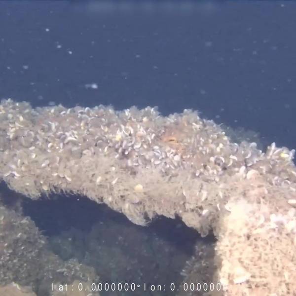Die von der Kriegsgräberfürsorge zur Verfügung gestellte Unterwasseraufnahme zeigt Teile des gesunkenen U-Boots U-583 östlich der Insel Bornholm in der Wirtschaftszone Polens.