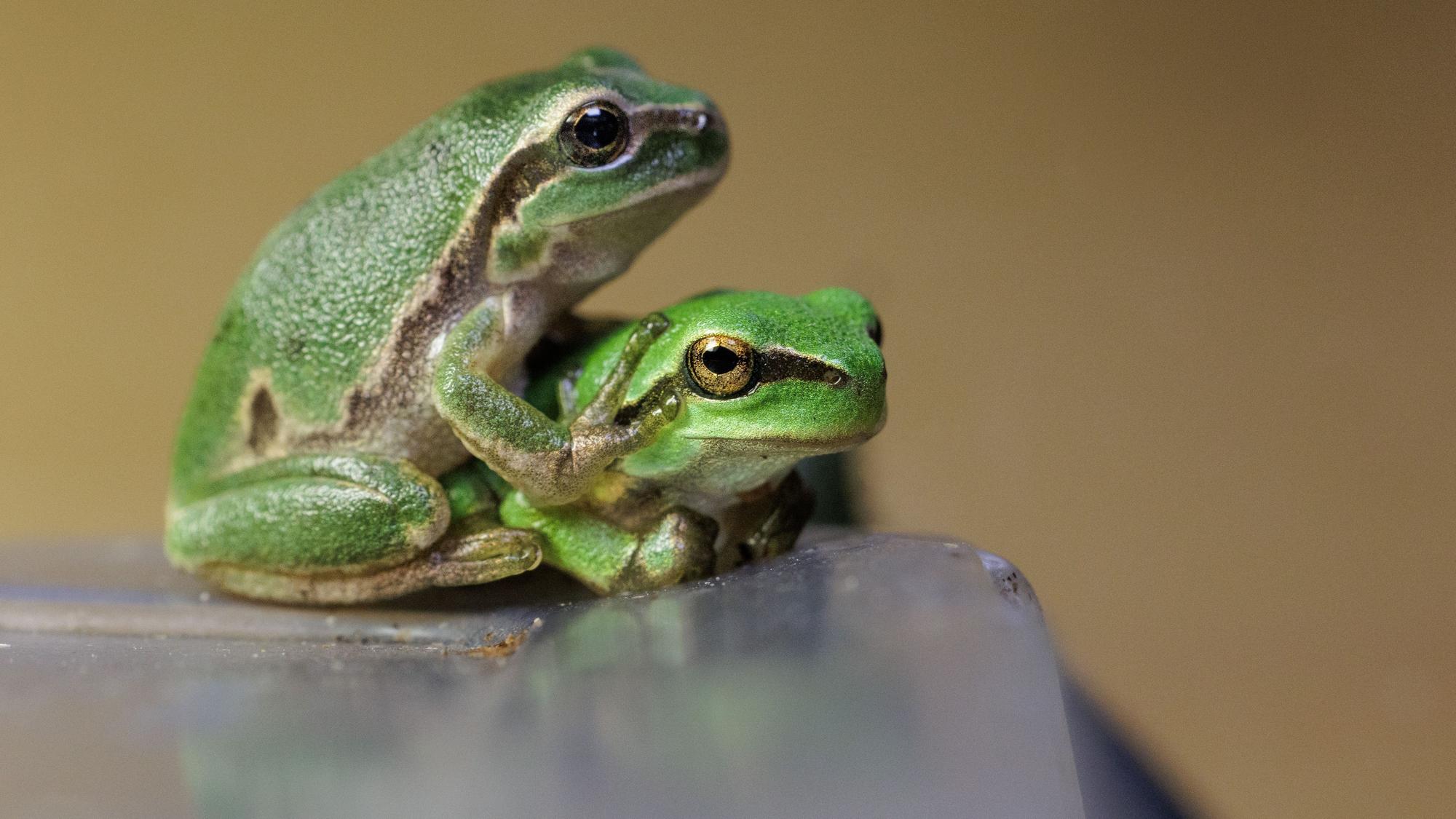 Frisch gewandelte Jungfrösche sitzen in einem Terrarium im Bildungshaus Modexen in Brakel. Die Bestände der Amphibienart sind in NRW nahezu. verschwunden, deshalb wurde jetzt ein Zuchtprogramm initiiert.