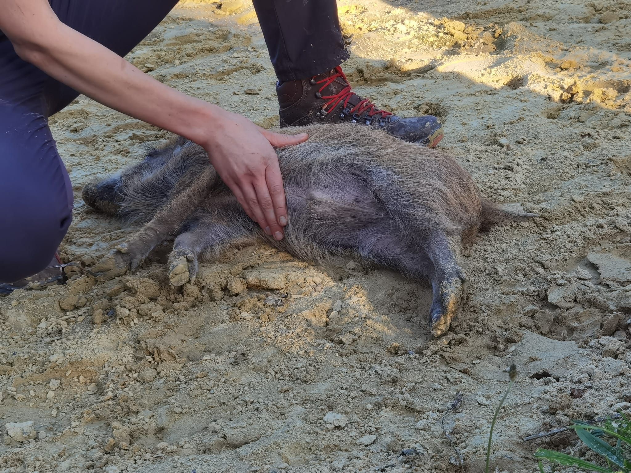 Ein Wildschwein liegt auf dem Rücken und lässt sich am Bauch kraulen.