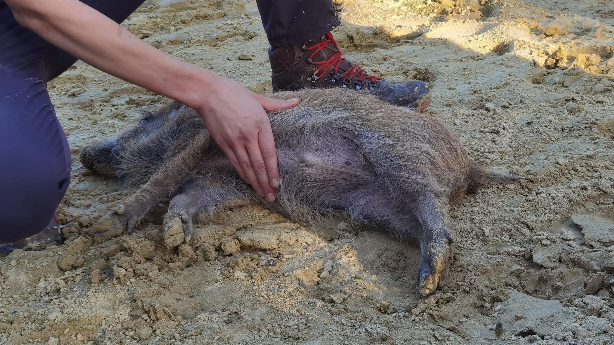 Ein Wildschwein liegt auf dem Rücken und lässt sich am Bauch kraulen.