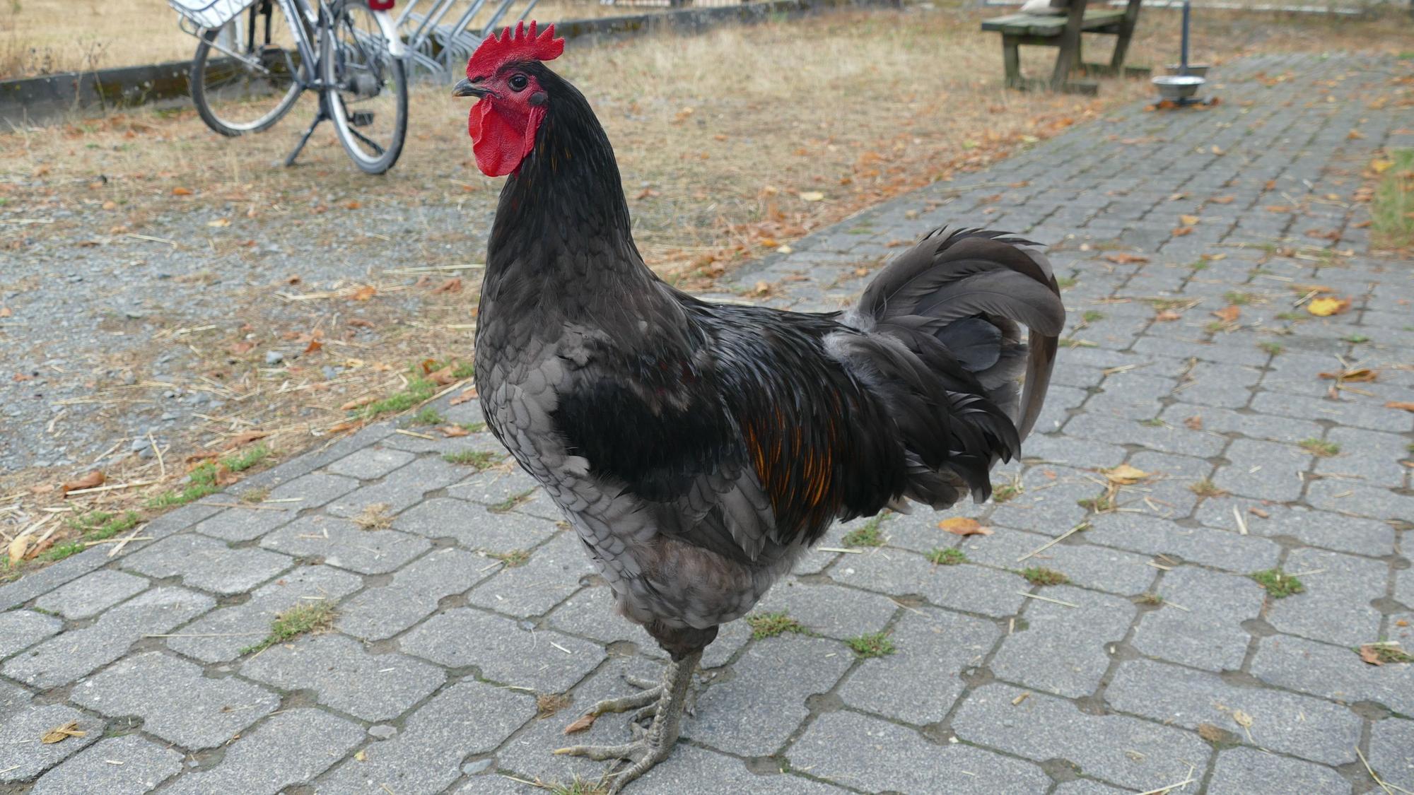 Ein schwarzer Hahn steht auf einem gepflasterten Weg.