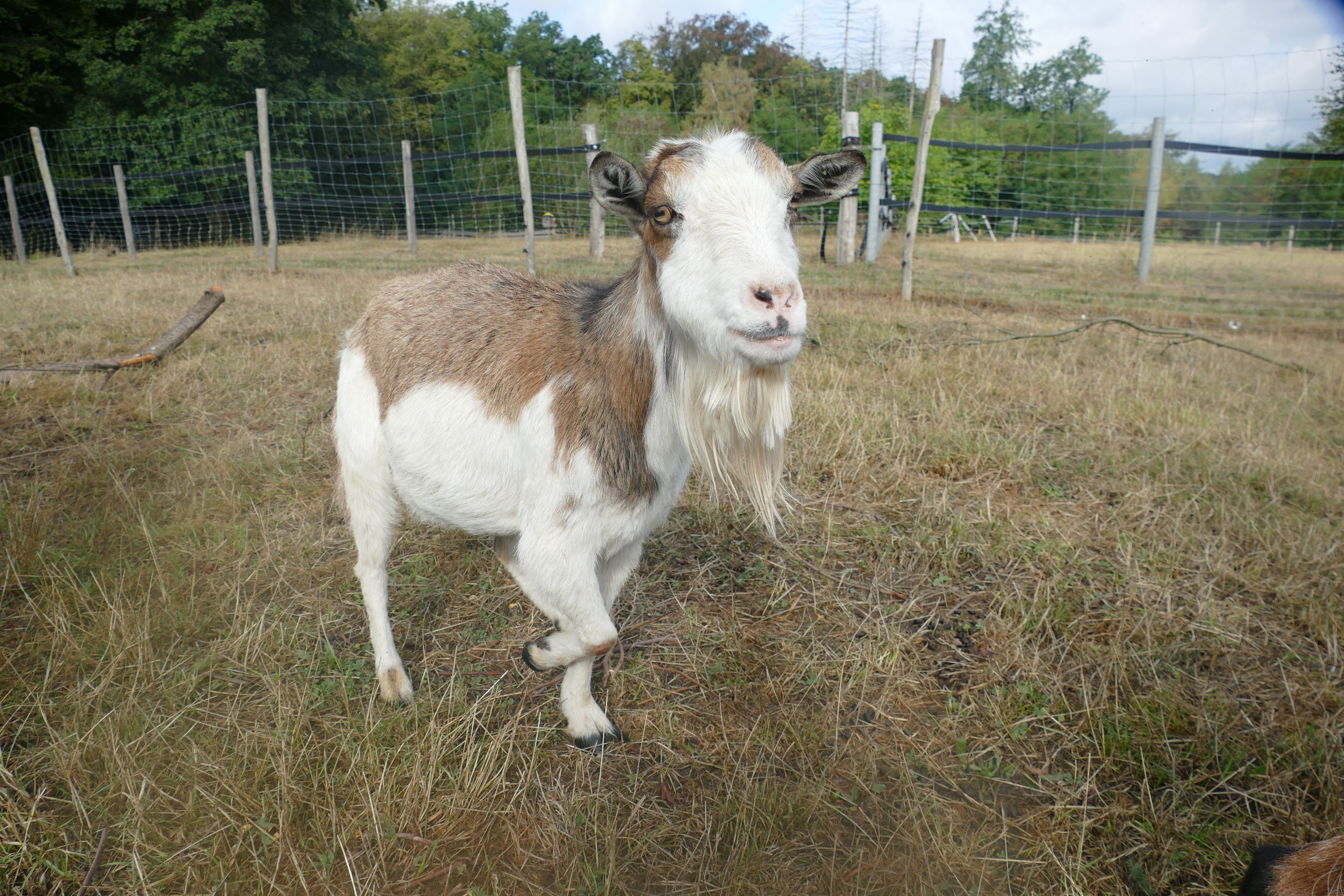 Ein weiß-braun gescheckter Ziegenbock.
